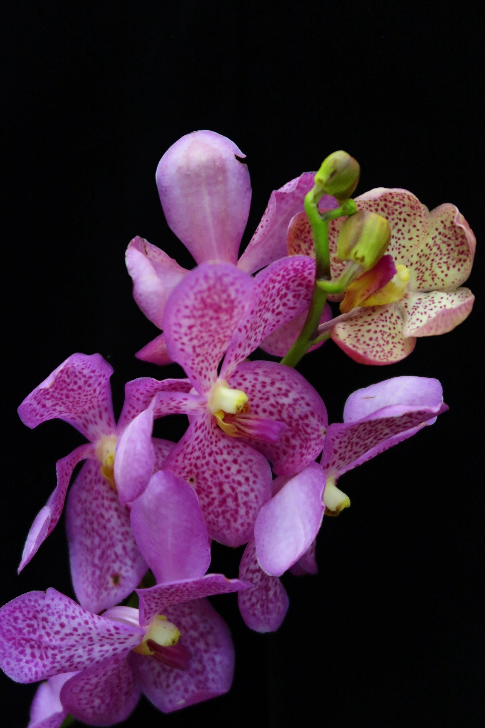 Mokara Orchid - Chubkuan Purple