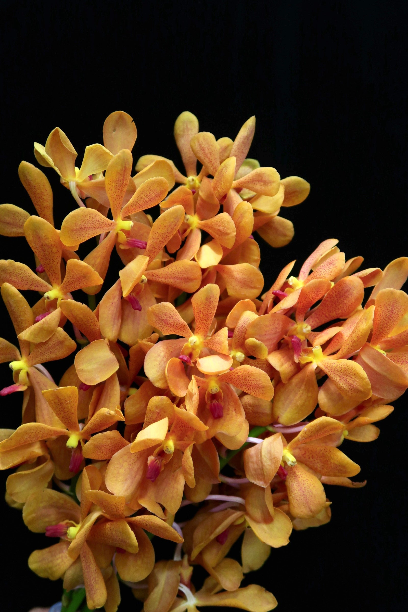 Mokara Orchid - Dark Orange