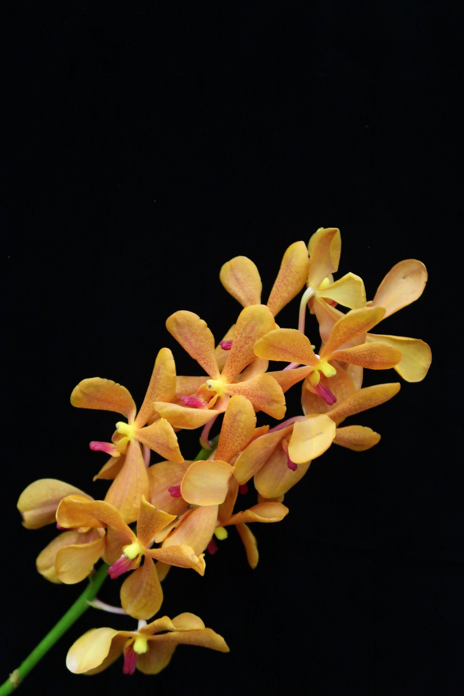 Mokara Orchid - Dark Orange