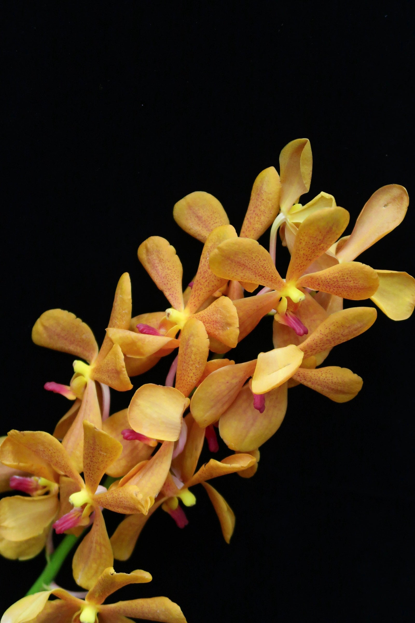 Mokara Orchid - Dark Orange