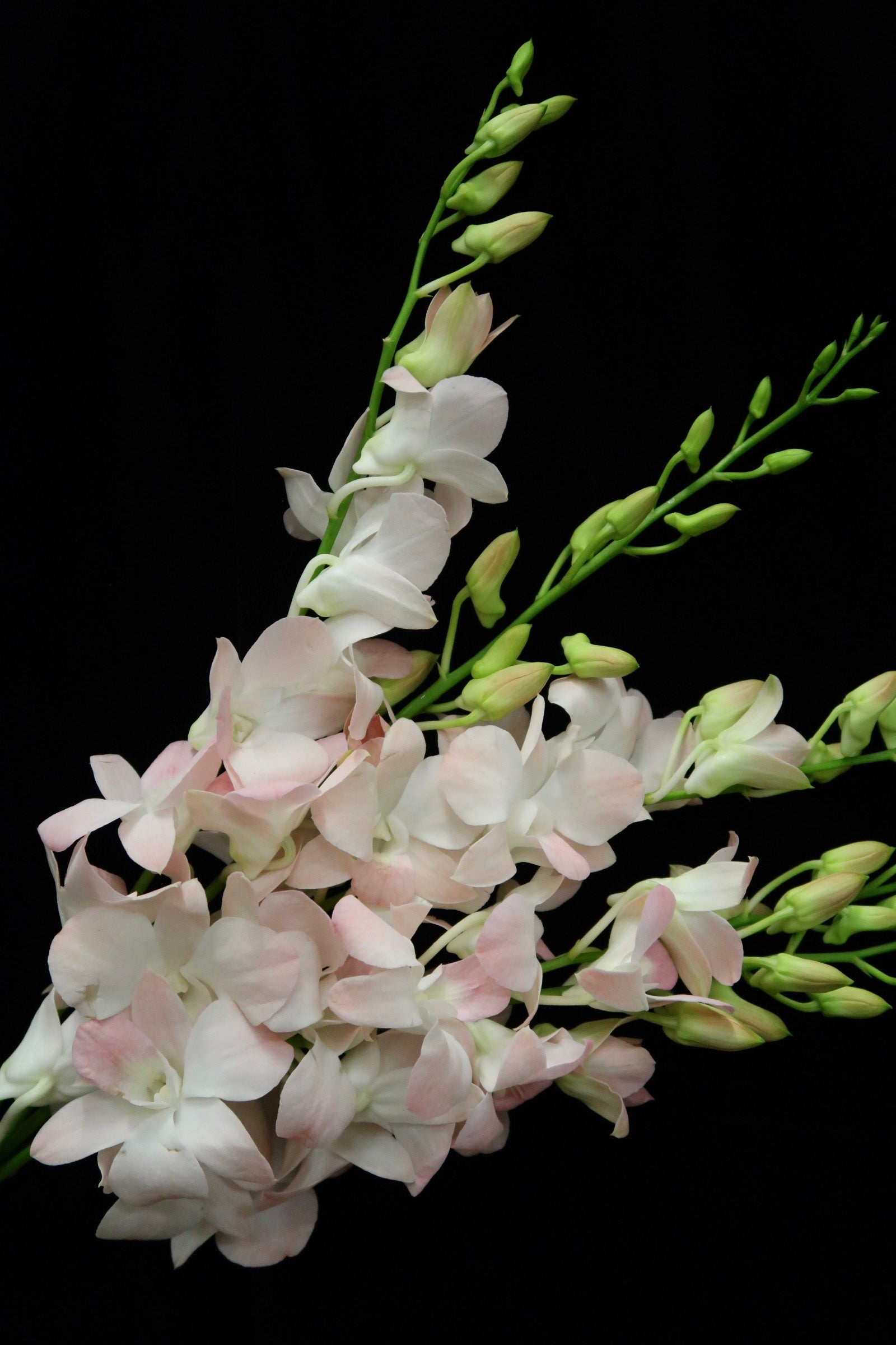 Dendrobium Orchid - Peach