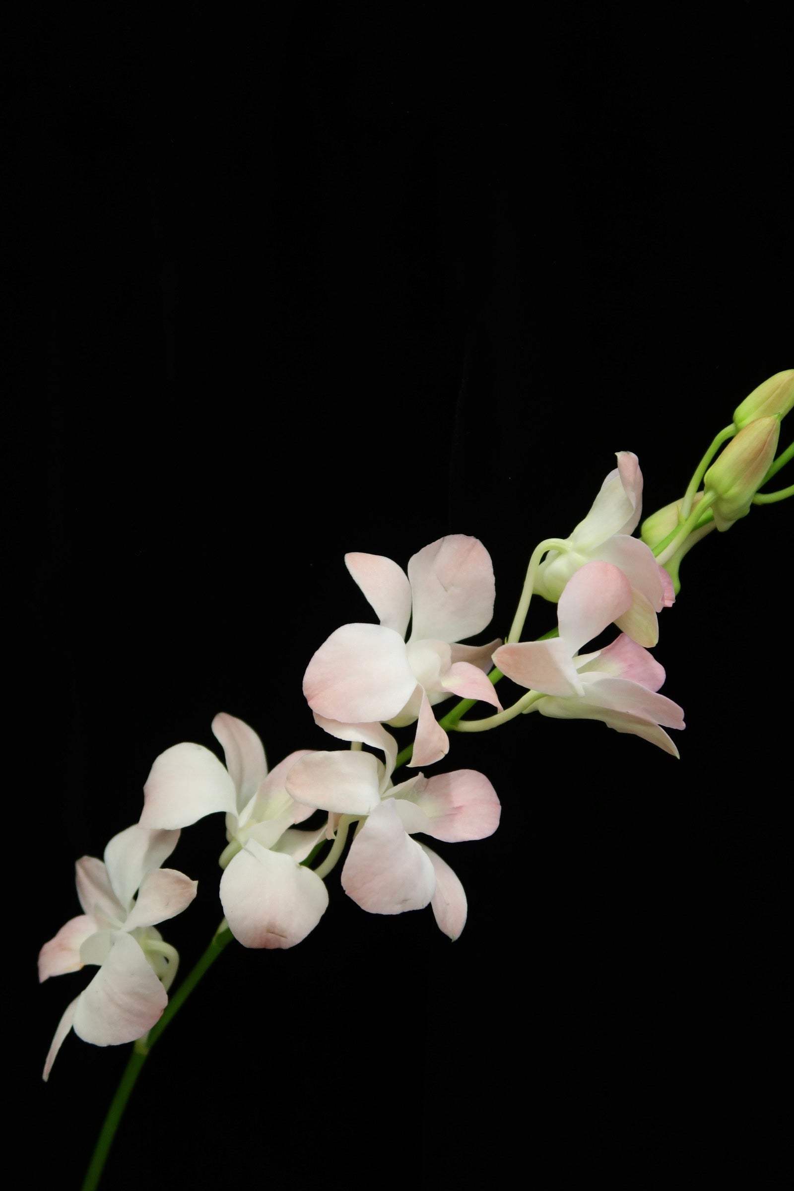 Dendrobium Orchid - Peach