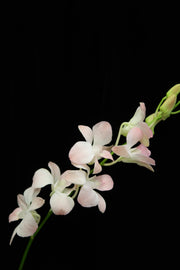 Dendrobium Orchid - Peach