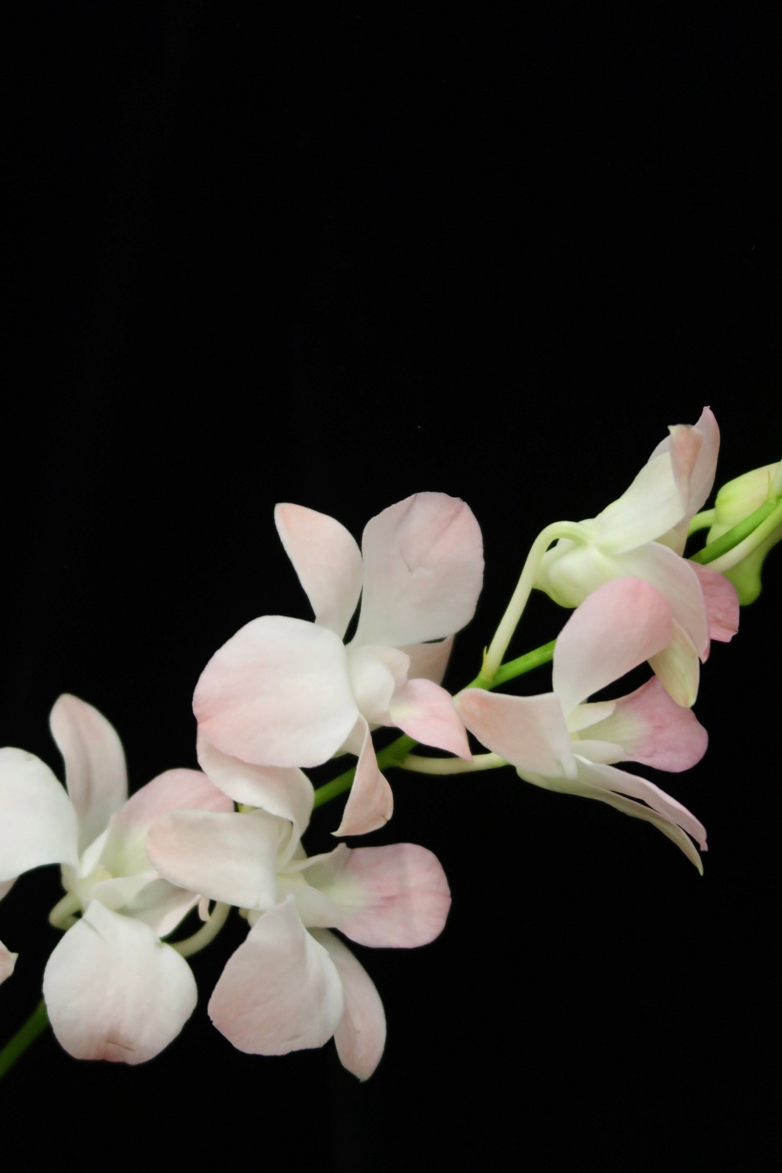 Dendrobium Orchid - Peach