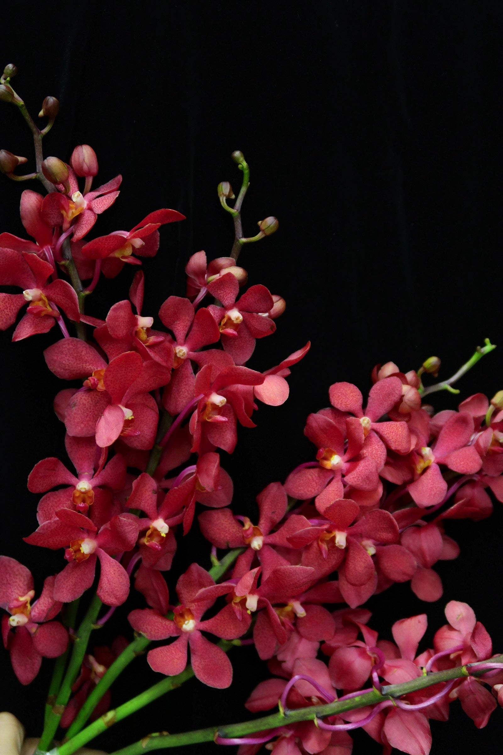 Mokara Orchid - Red