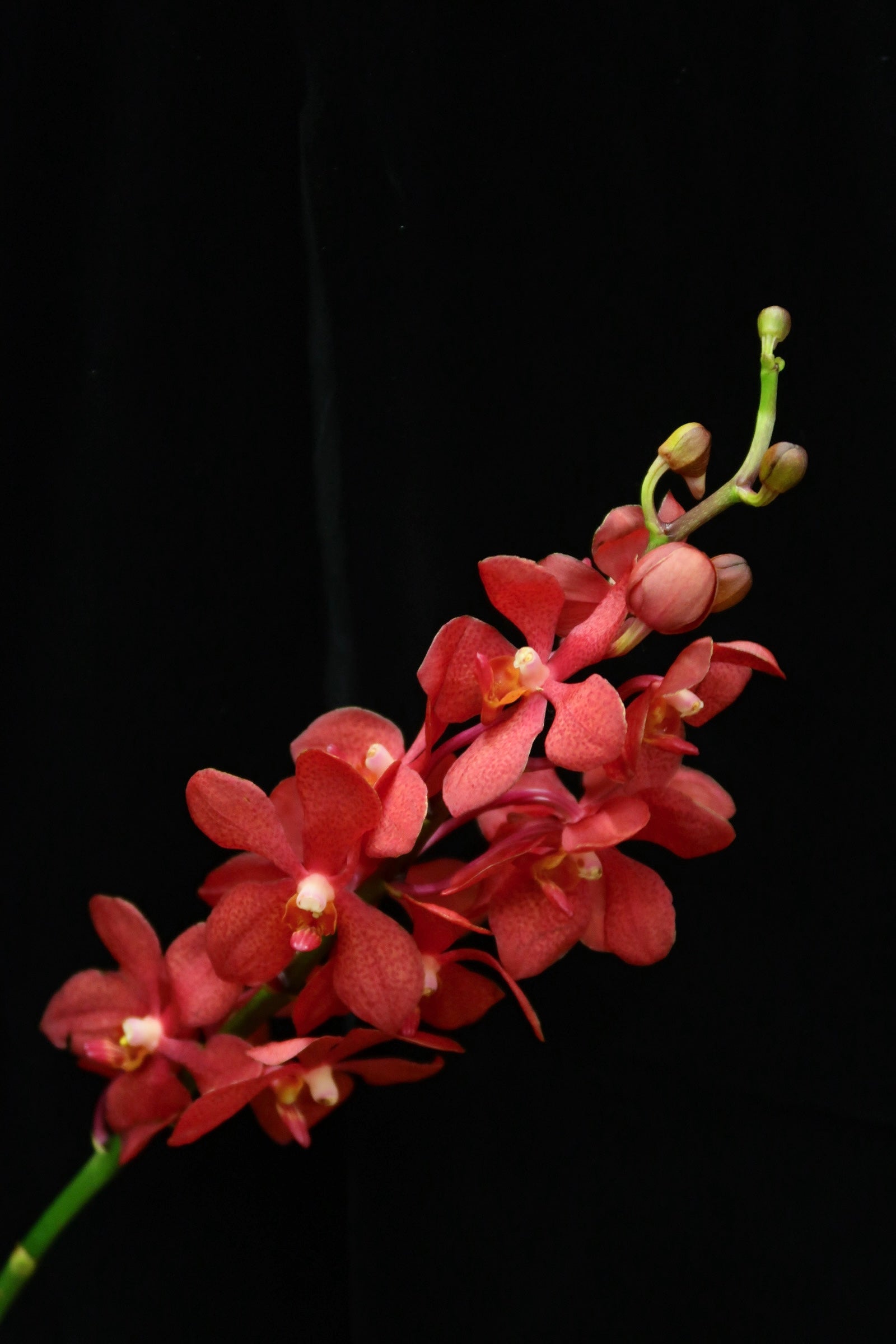 Mokara Orchid - Red