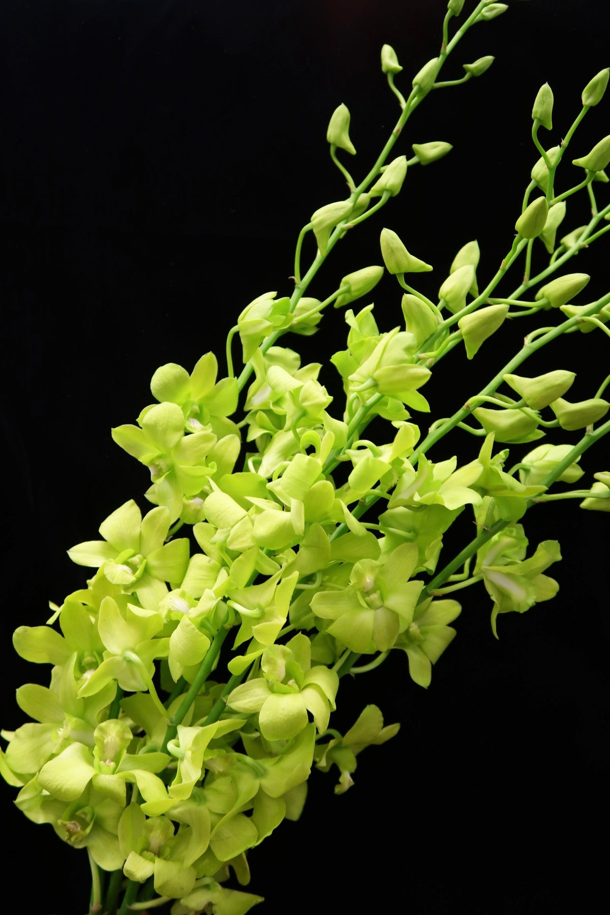 Dendrobium Orchid - Green