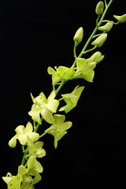 Dendrobium Orchid - Green