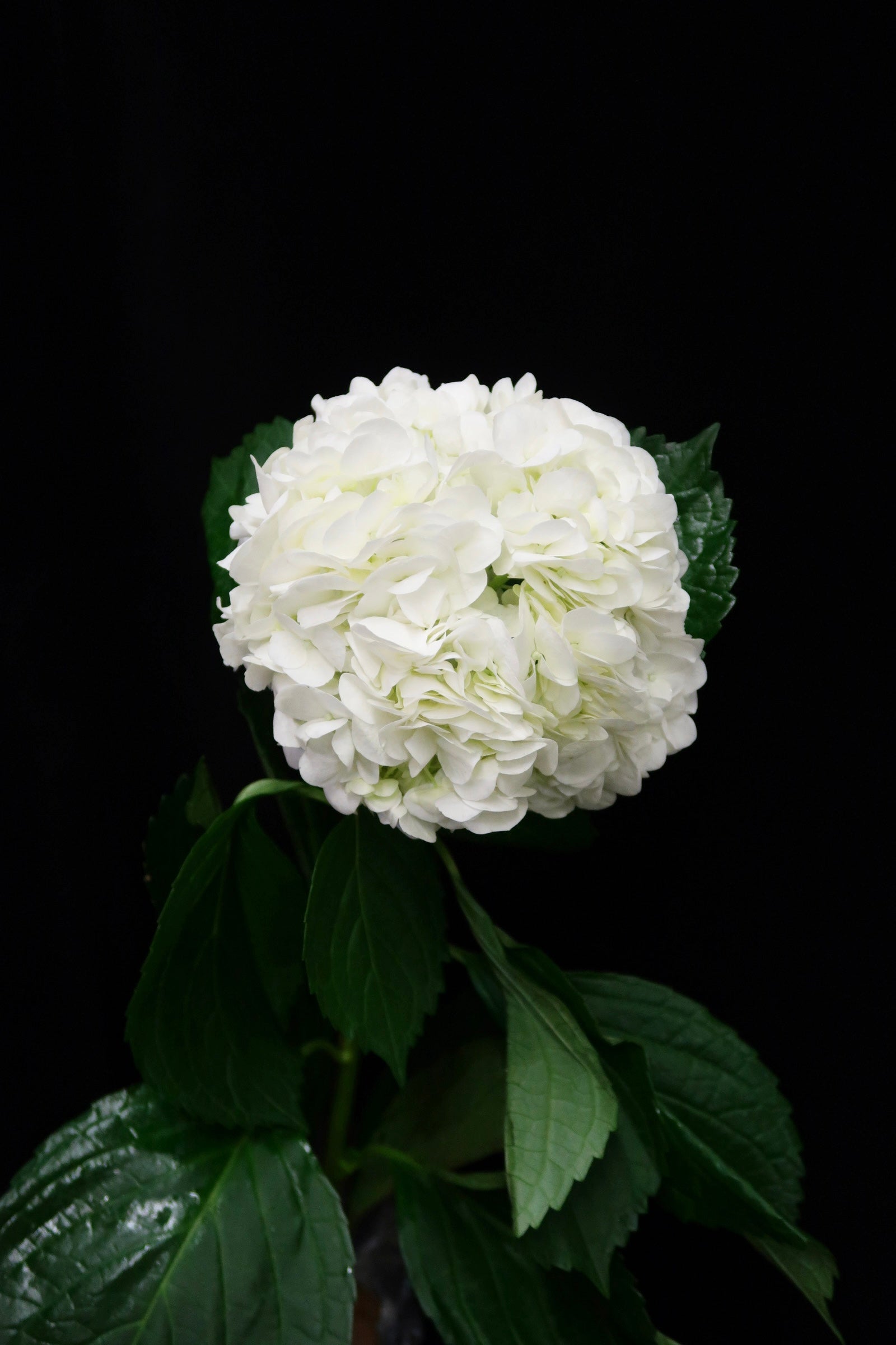 Hydrangea - White