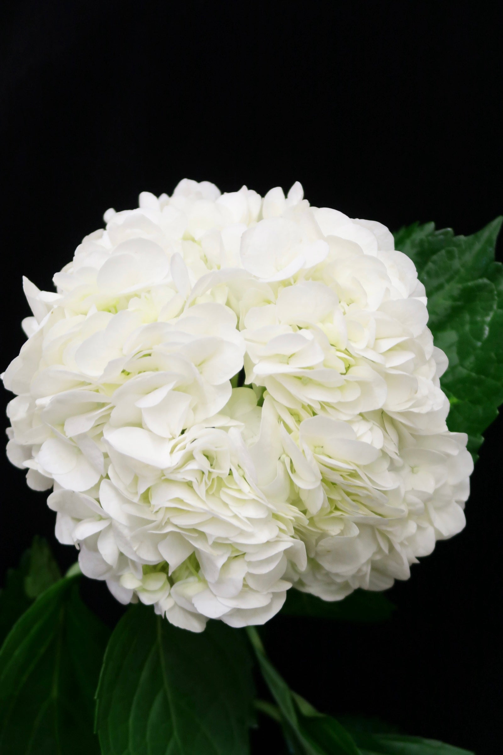 Hydrangea - White