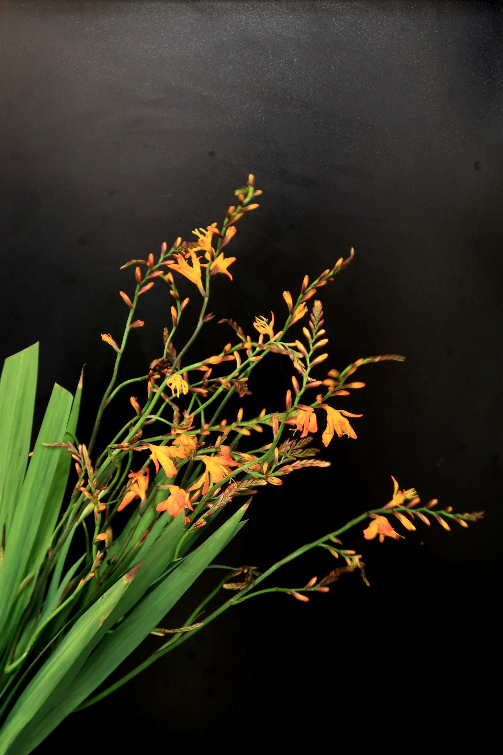 Crocosmia