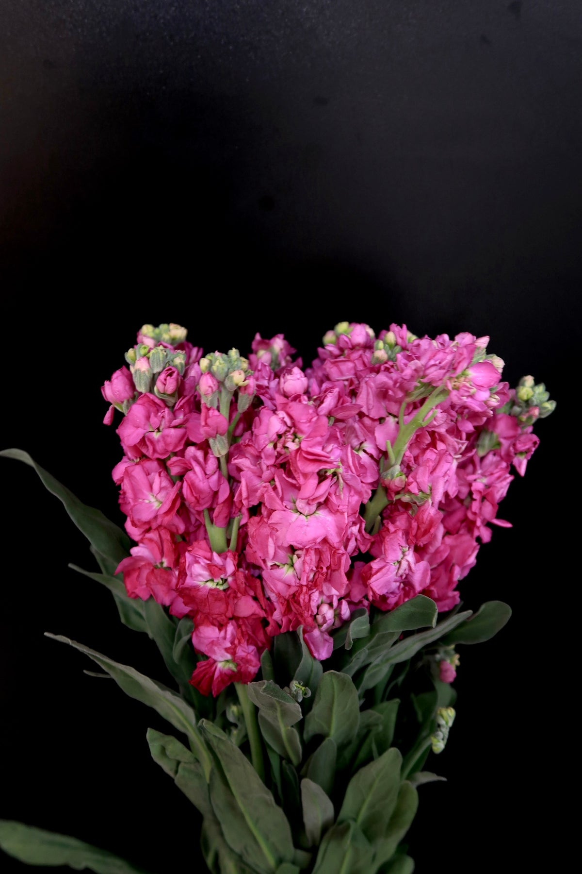 Peach Mathhiola Matthiola - Peach – Dayang Ros Flower Boutique