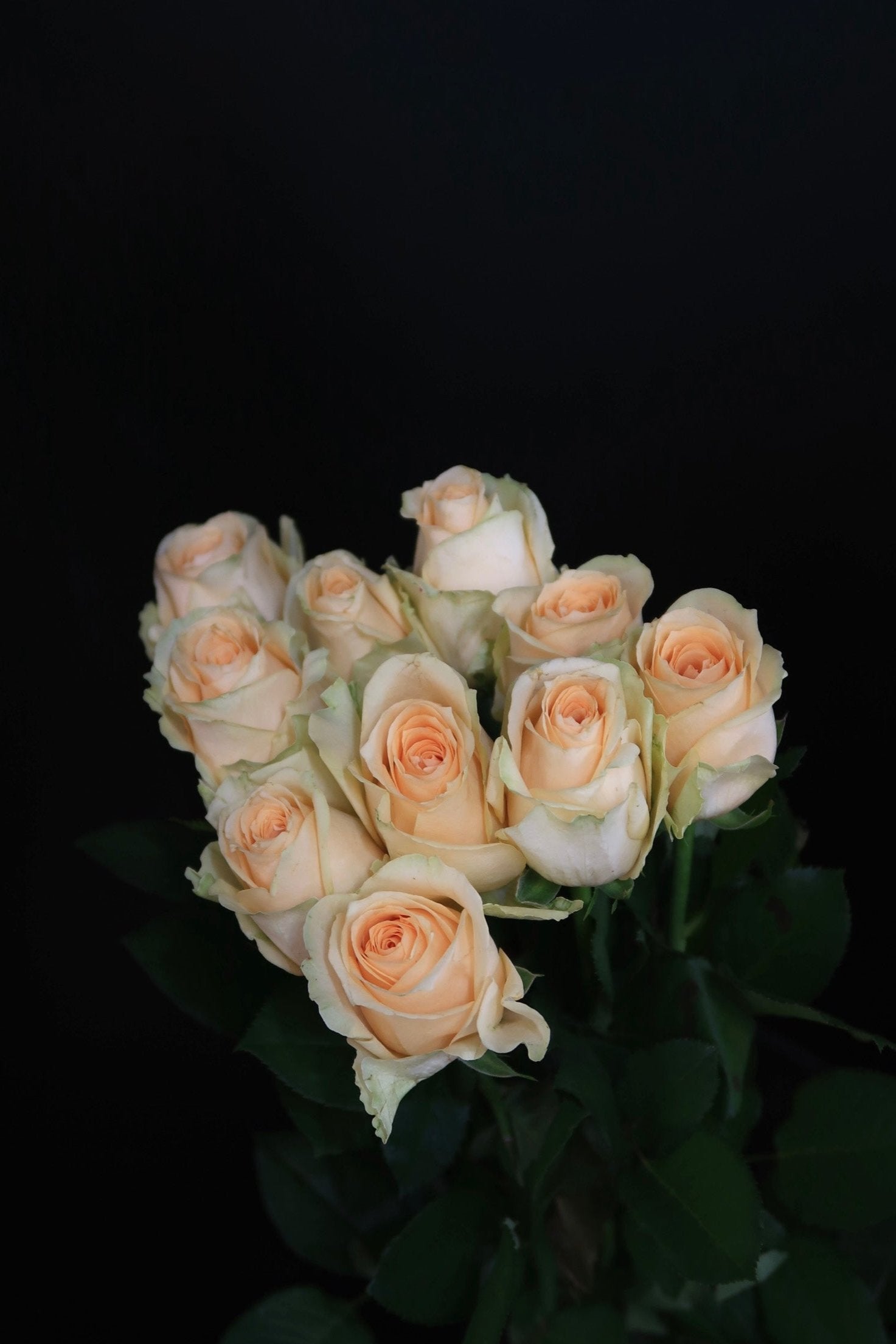 Rose - Champagne Avalanche