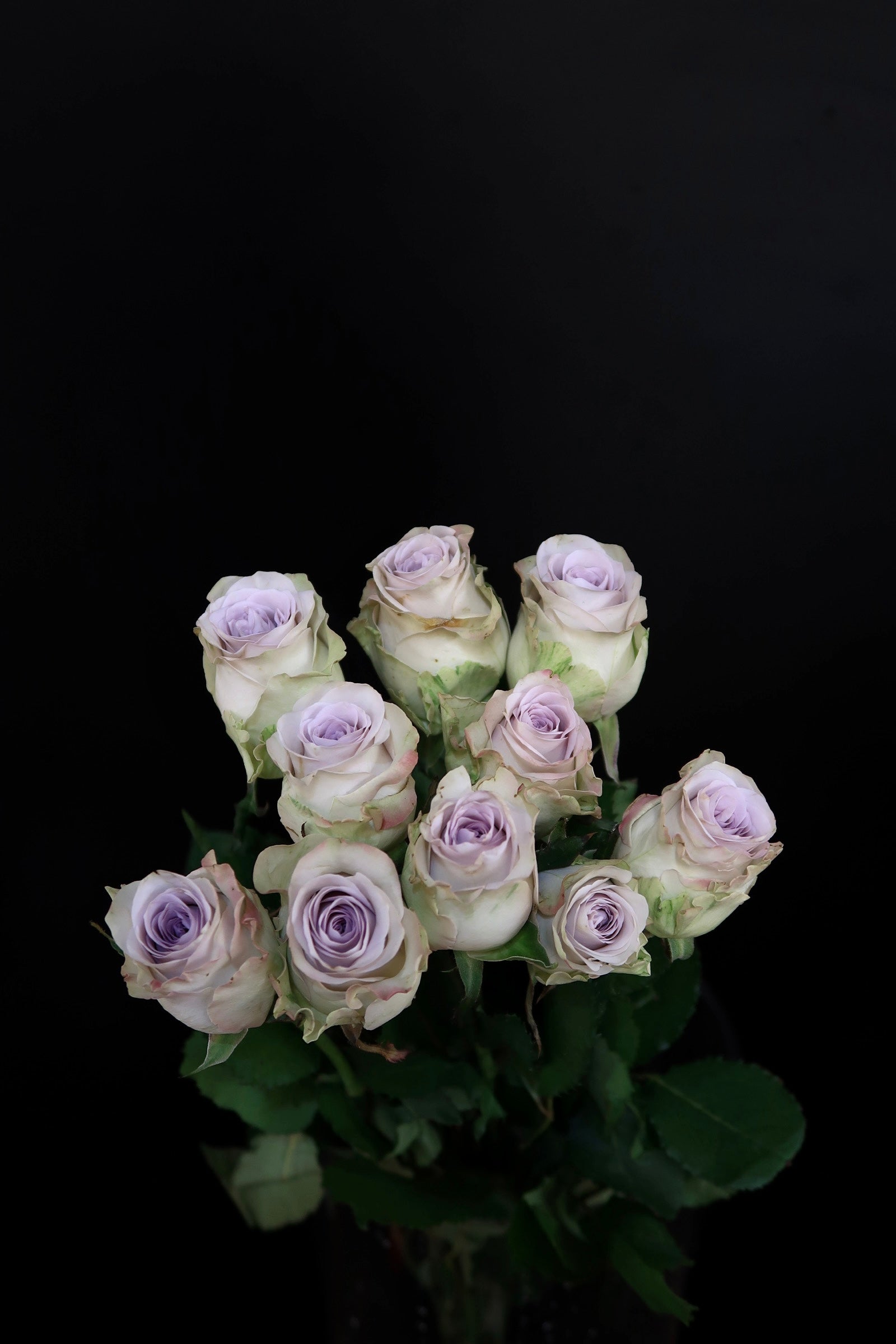 Rose - Heart of Ocean
