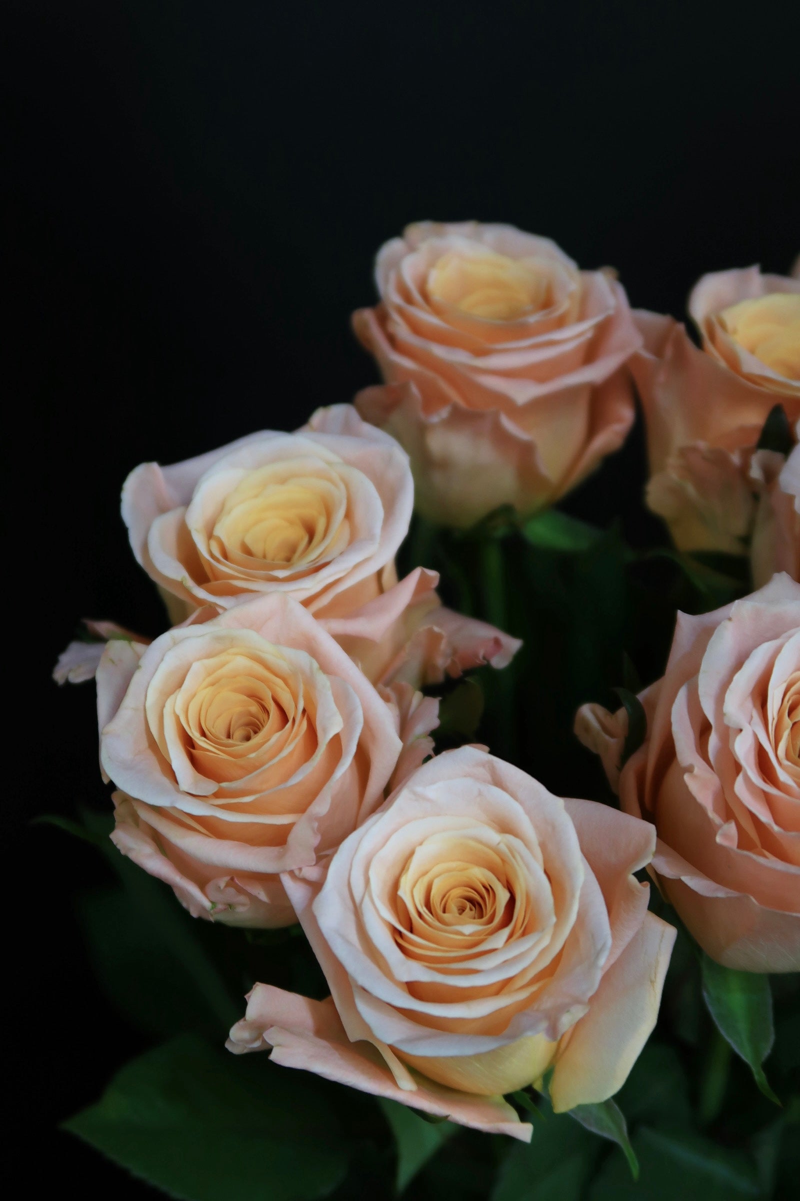 Rose - Tlow Light