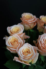 Rose - Tlow Light