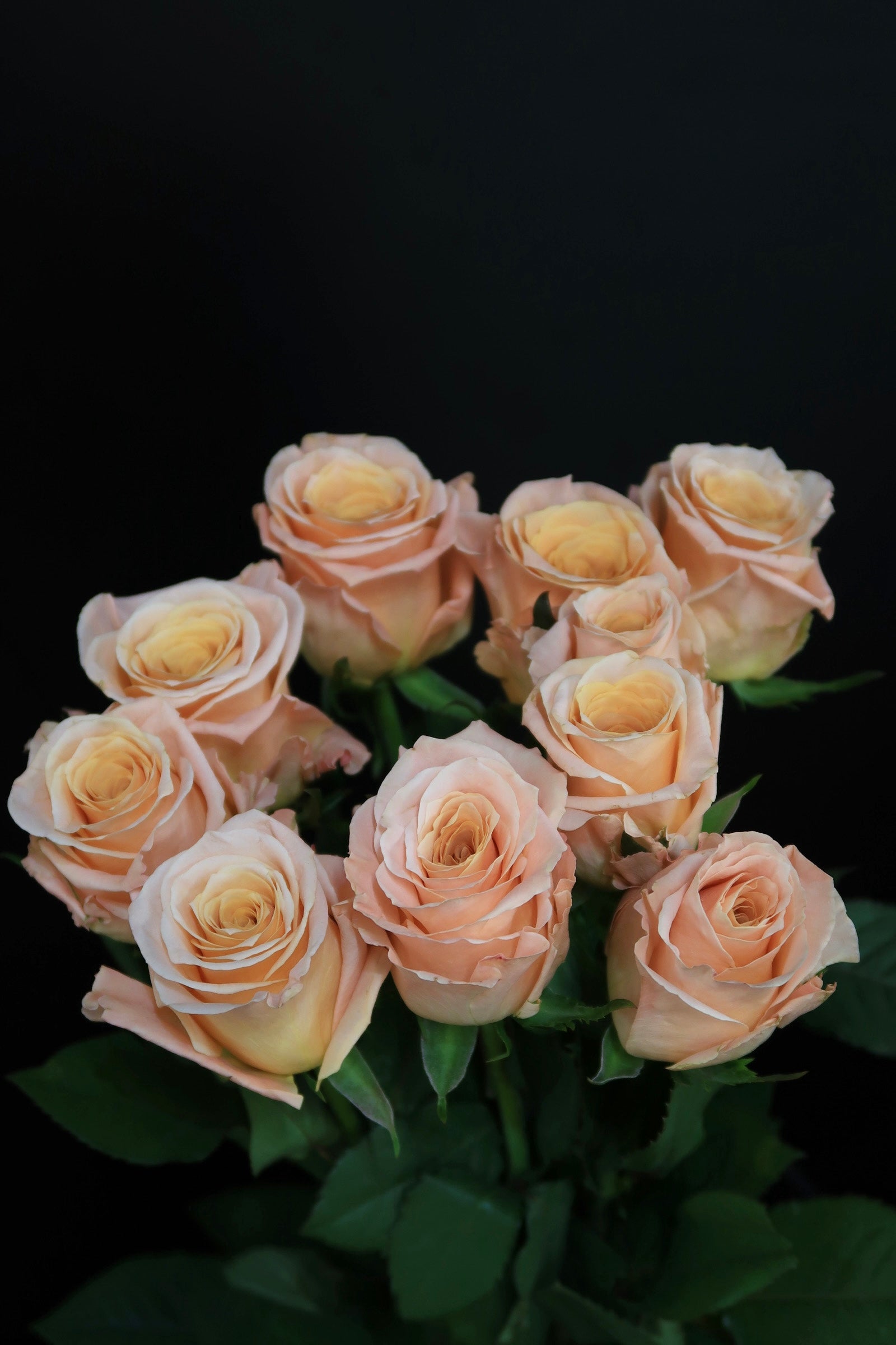 Rose - Tlow Light
