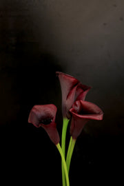 Calla Lily - Black