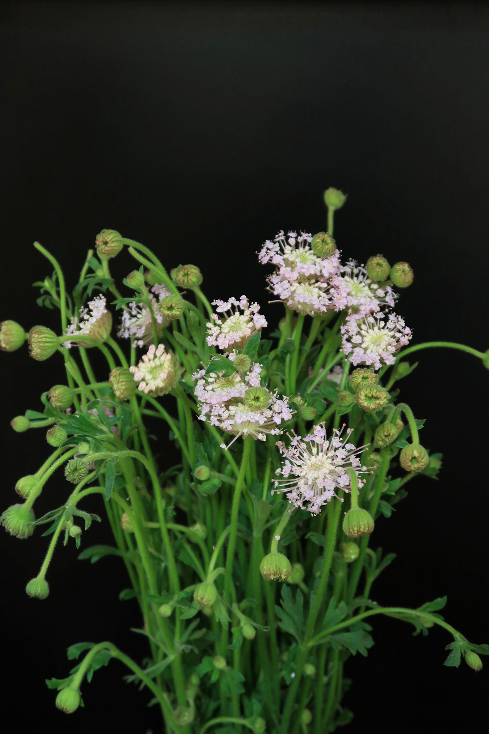 Trachymene Coerulea - Pink