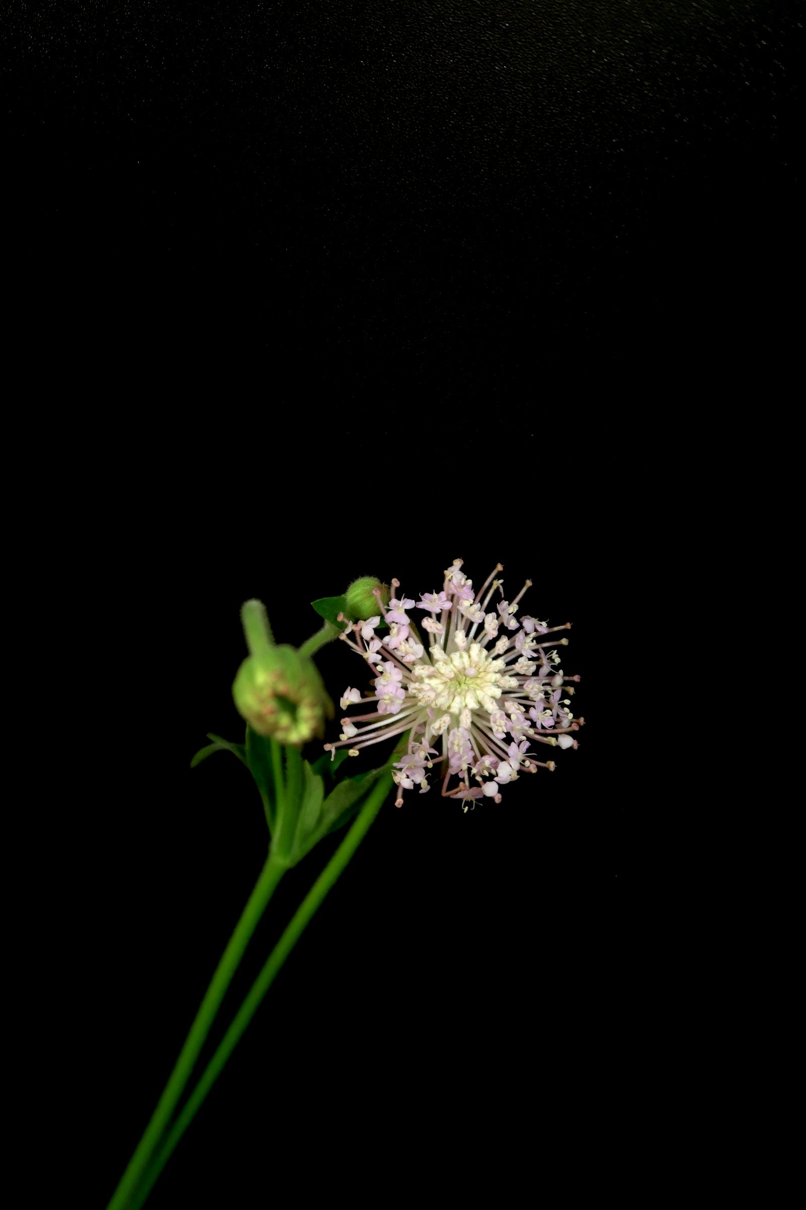 Trachymene Coerulea - Pink