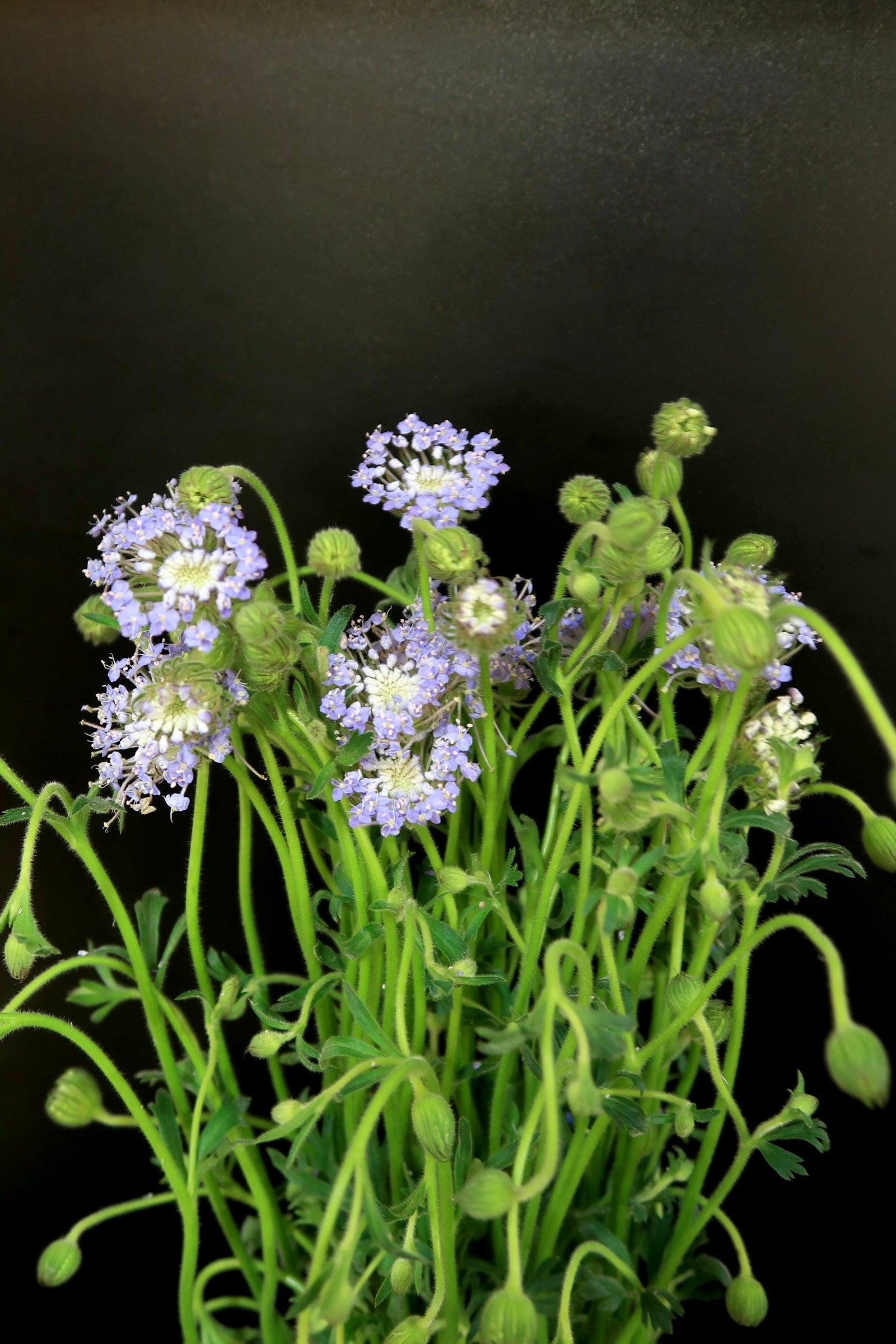 Trachymene Coerulea - Purple