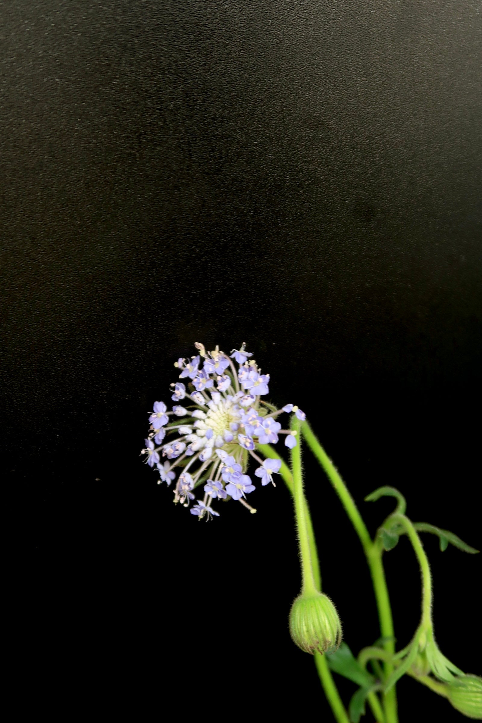 Trachymene Coerulea - Purple