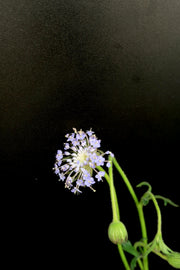 Trachymene Coerulea - Purple