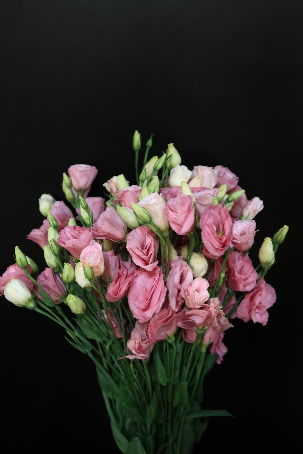 Pink Eustoma Ruffle Eustoma - Pink – Dayang Ros Flower Boutique