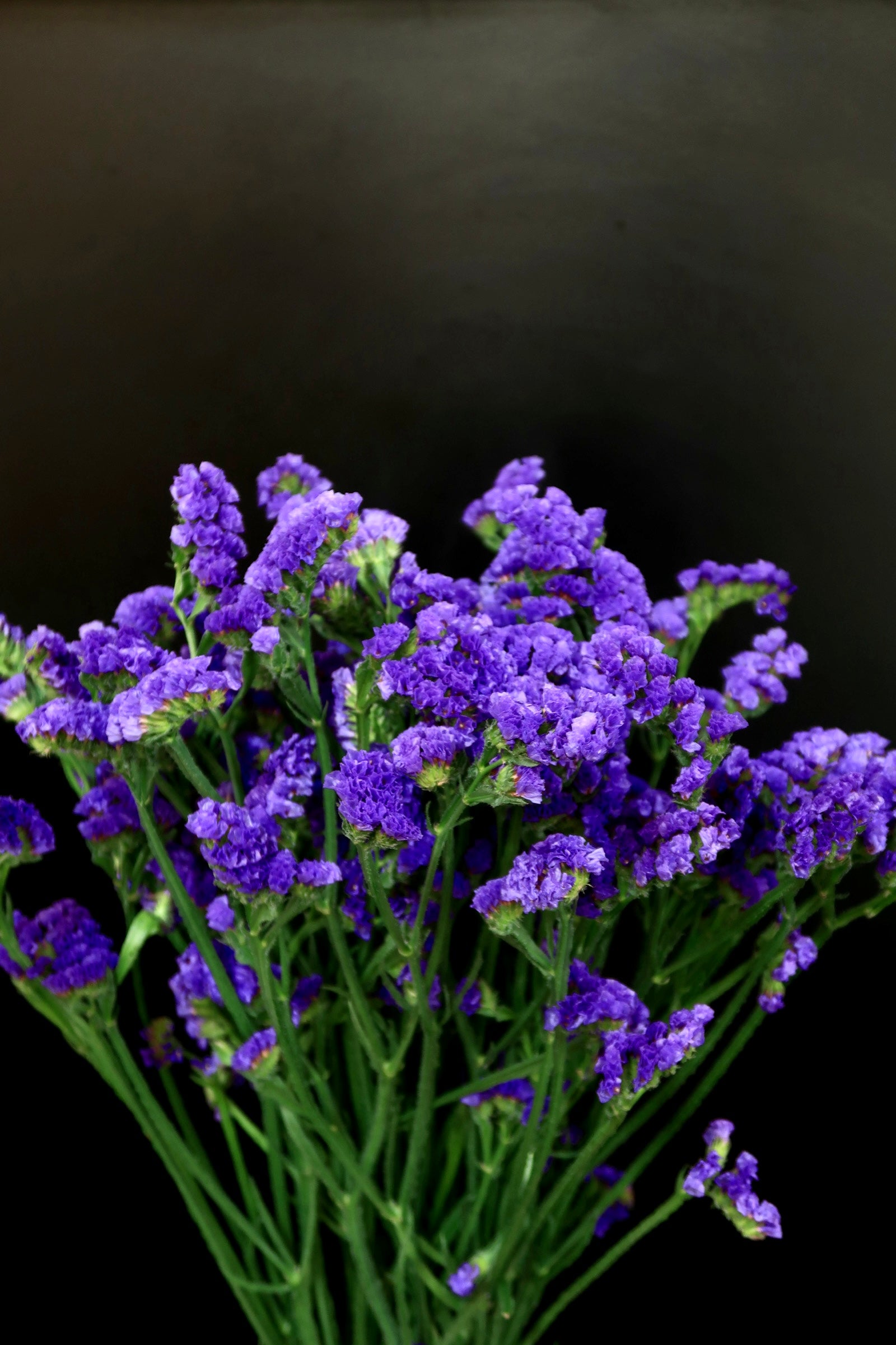 Statice - Dark Purple