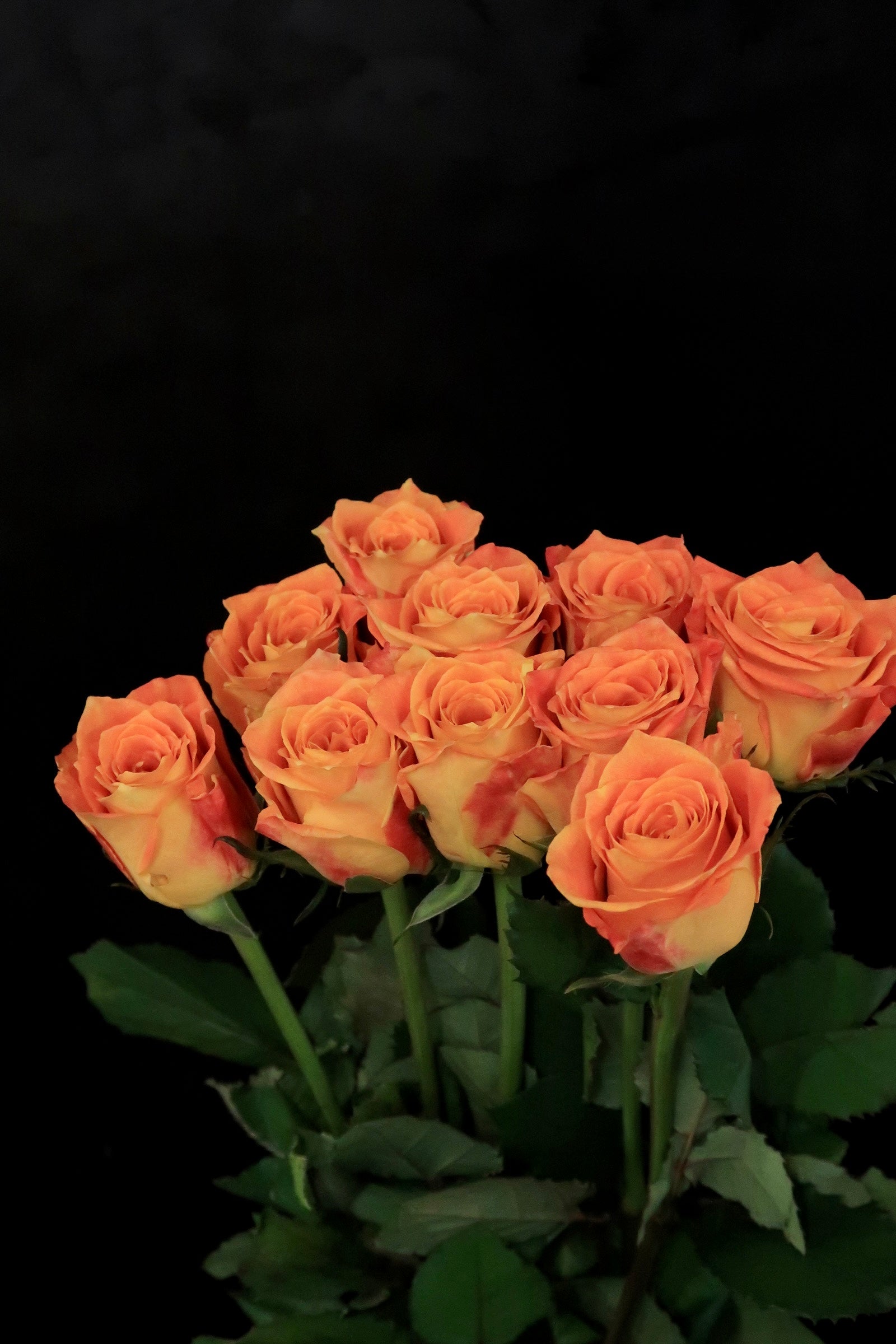 Rose - Ode to Joy