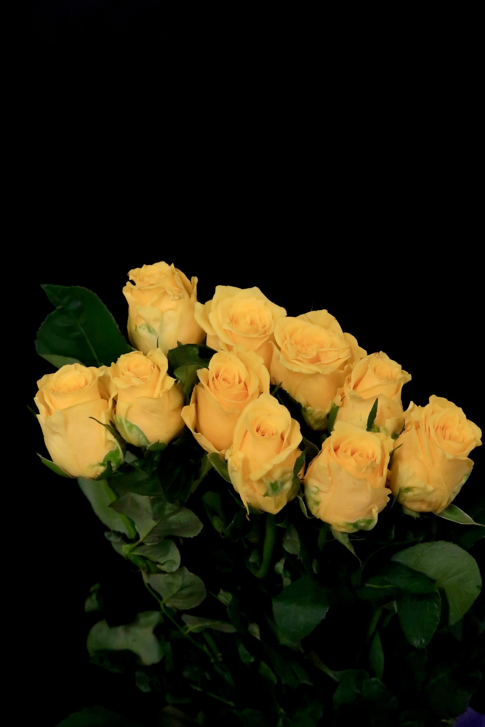 Rose - Yellow