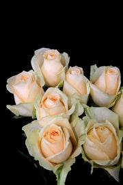 Rose - Champagne Avalanche
