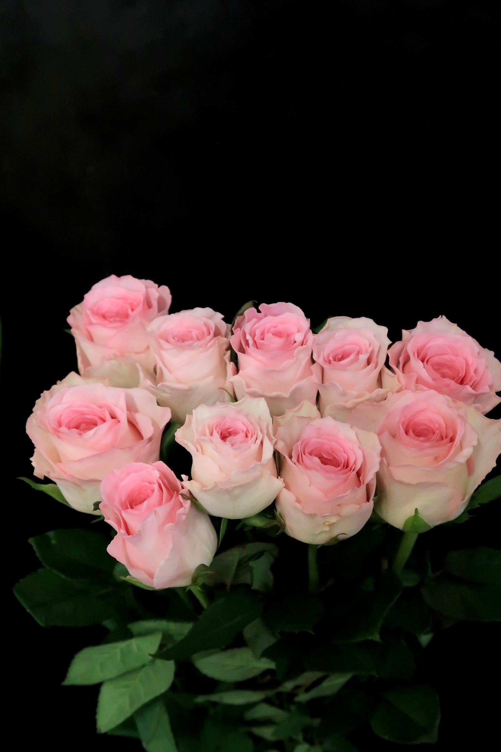 Rose - Pink Roselle
