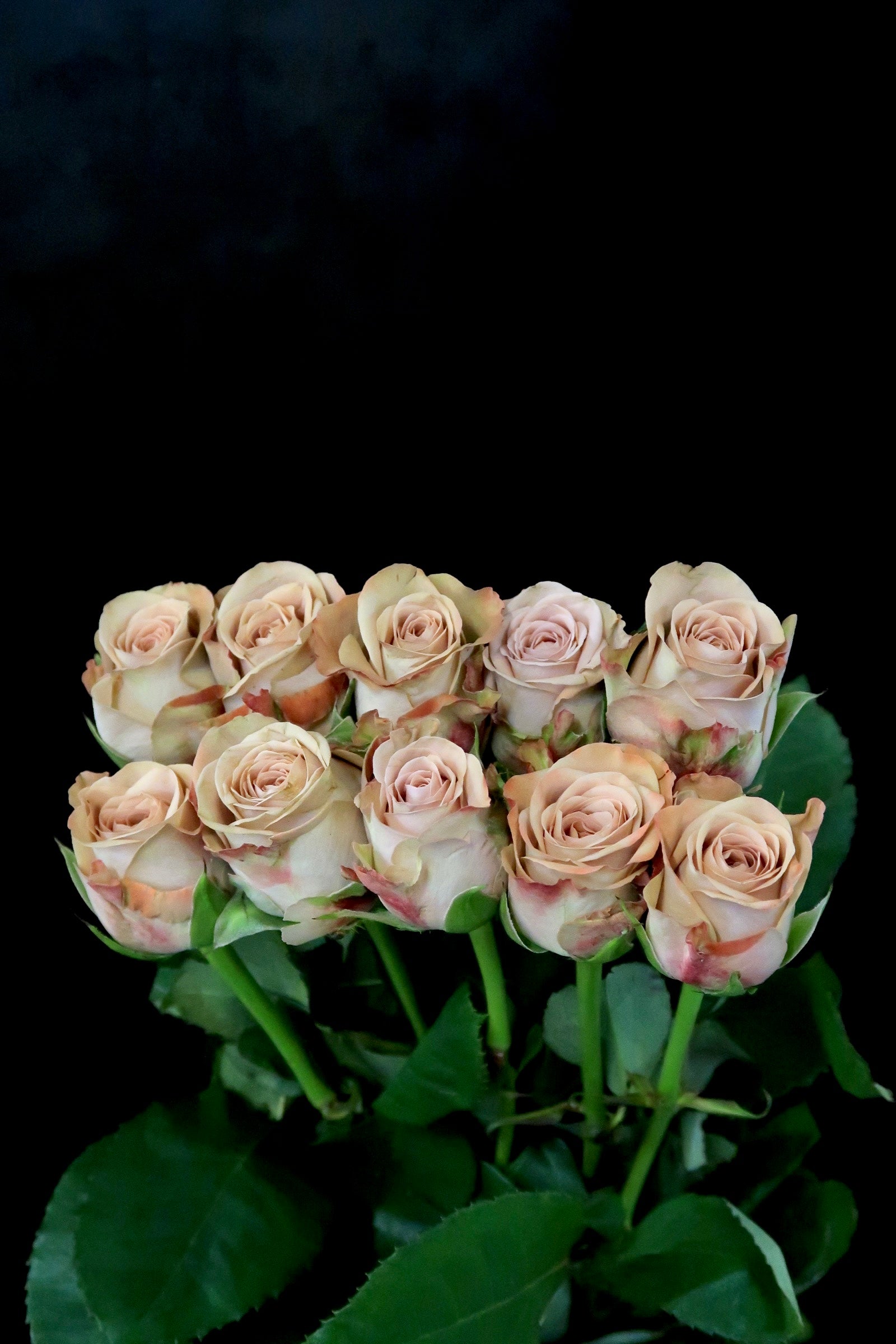 Rose - Cappuccino