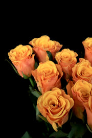 Rose - Refulgence