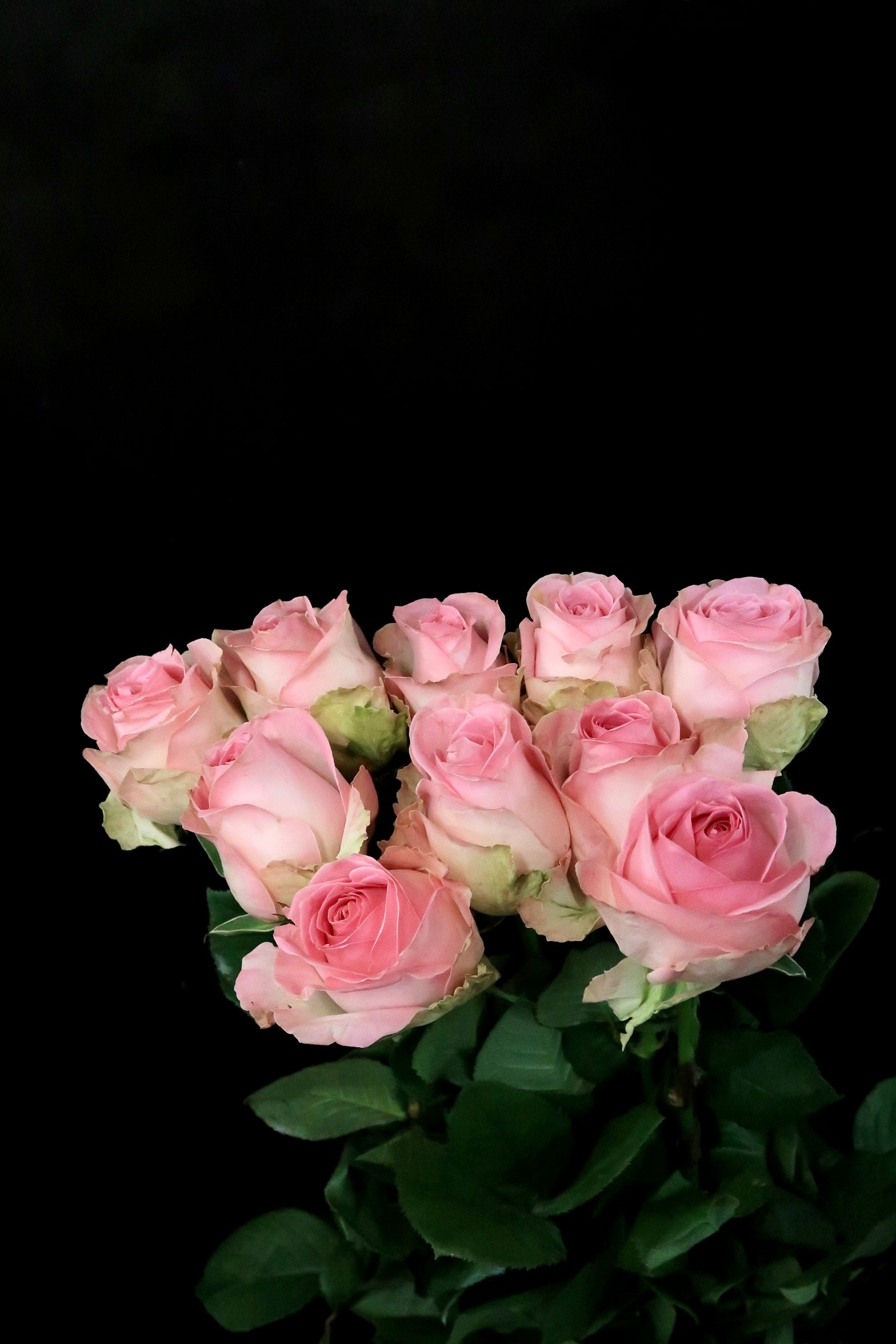 Rose - Peach Avalanche