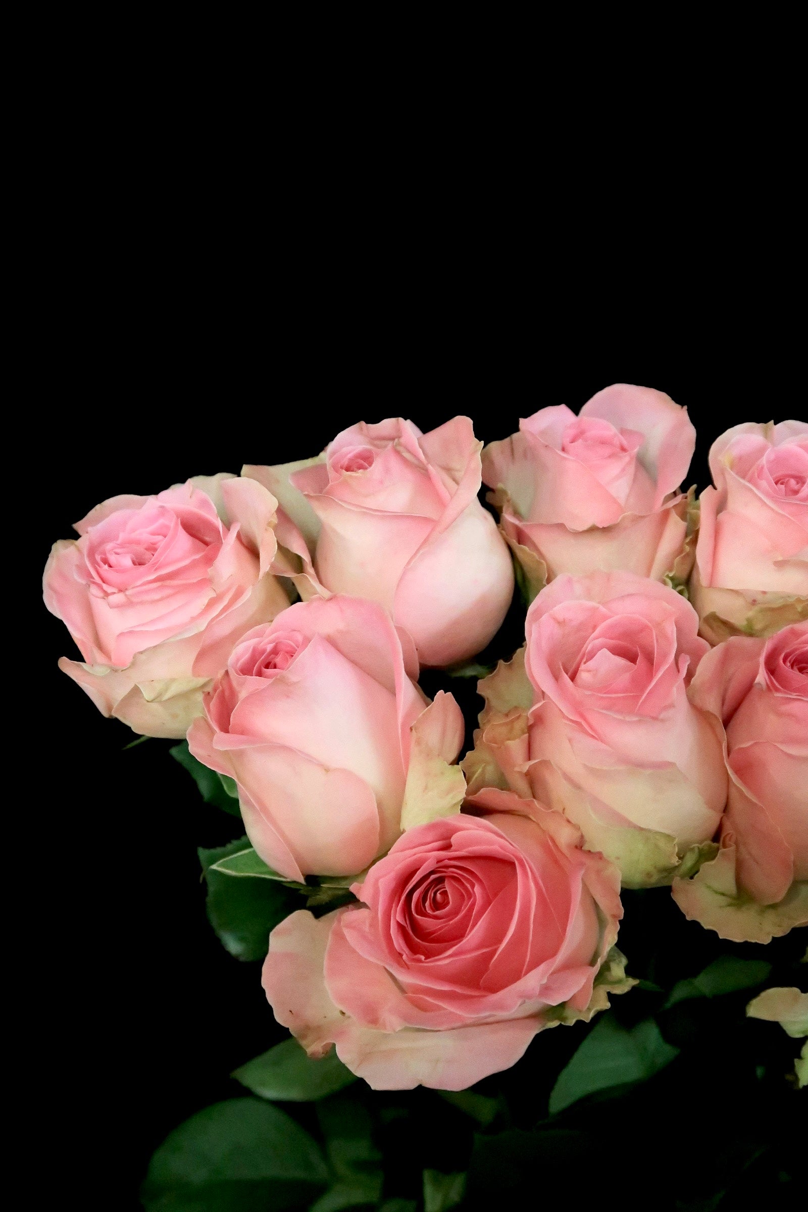 Rose - Peach Avalanche