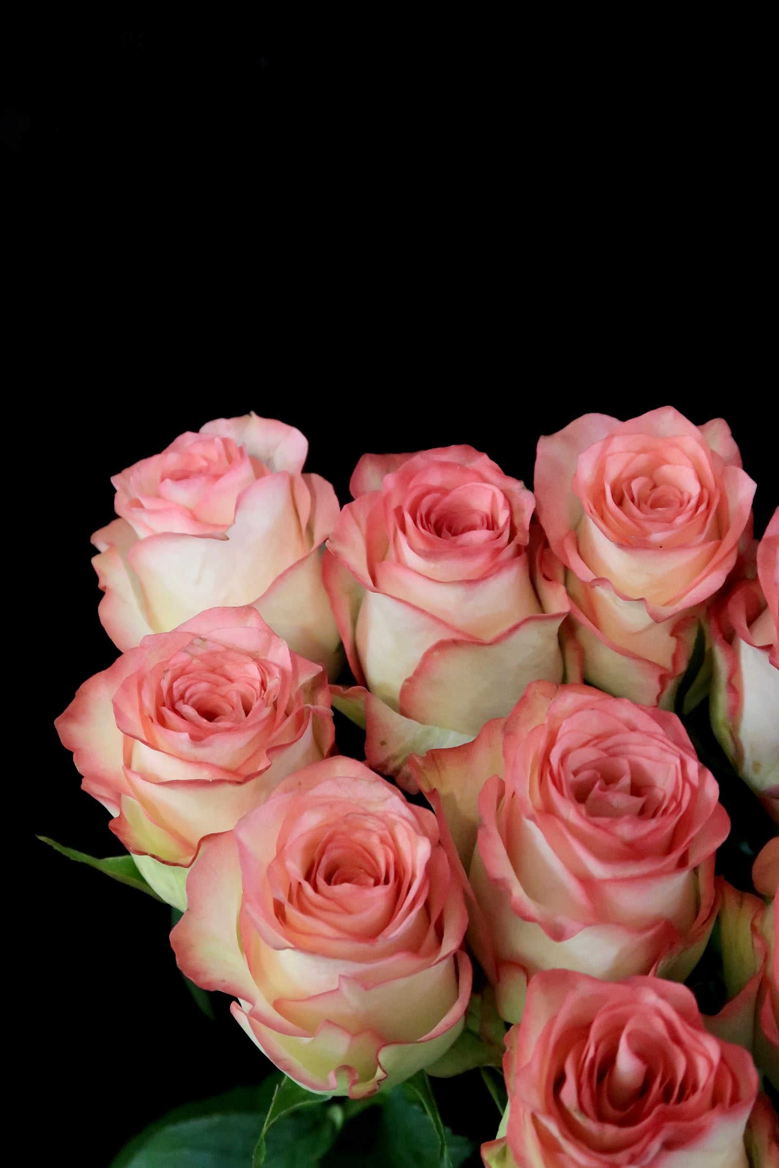 Rose - Essar