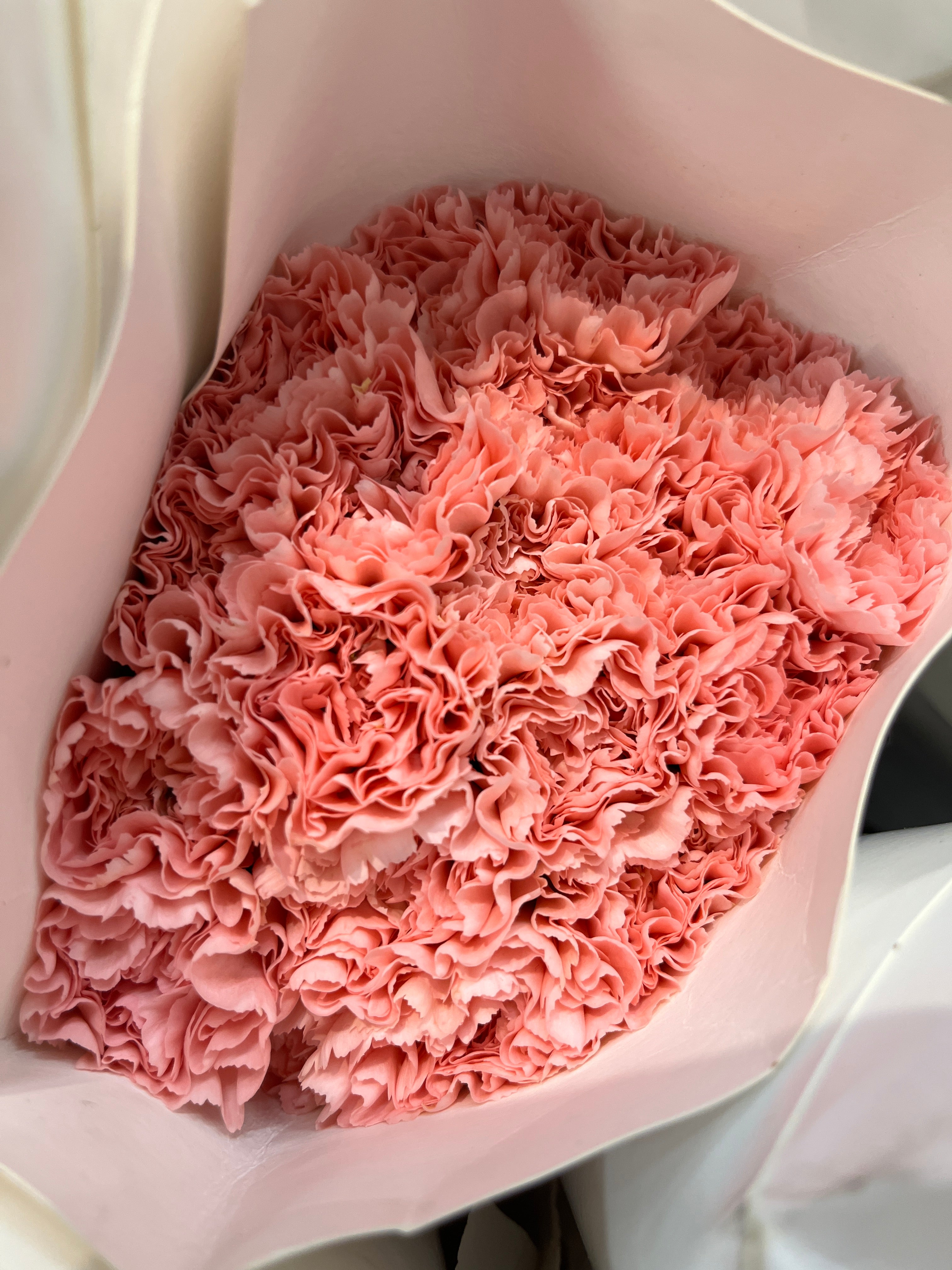Carnation - Pink