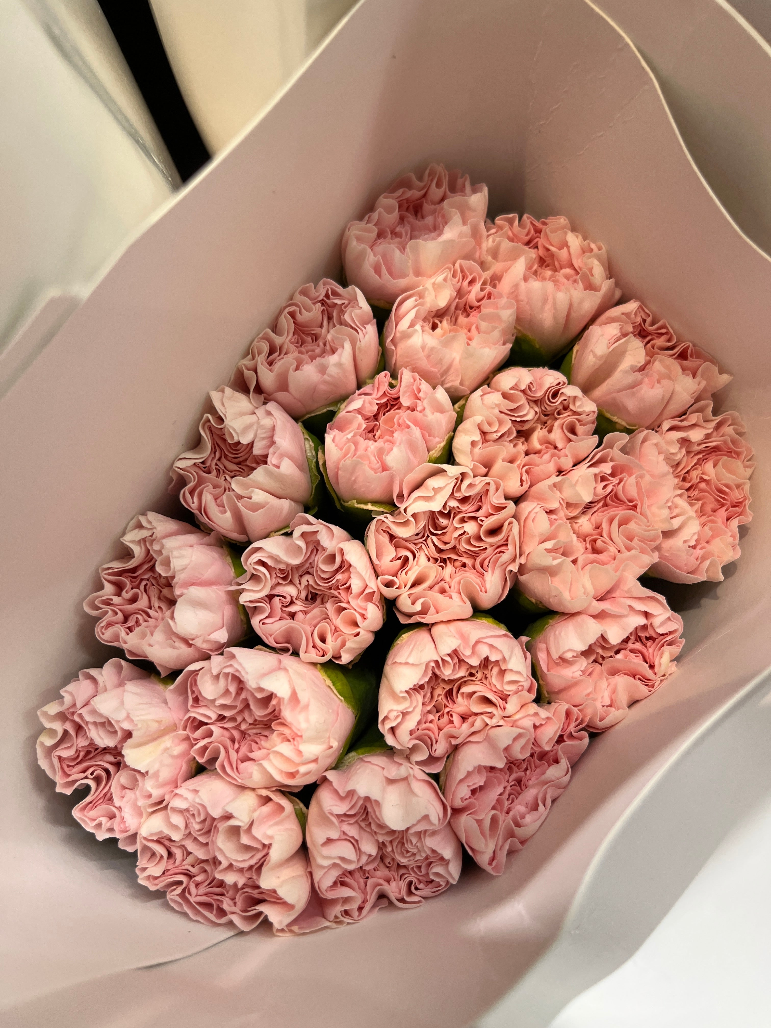 Carnation - Damina Light Pink