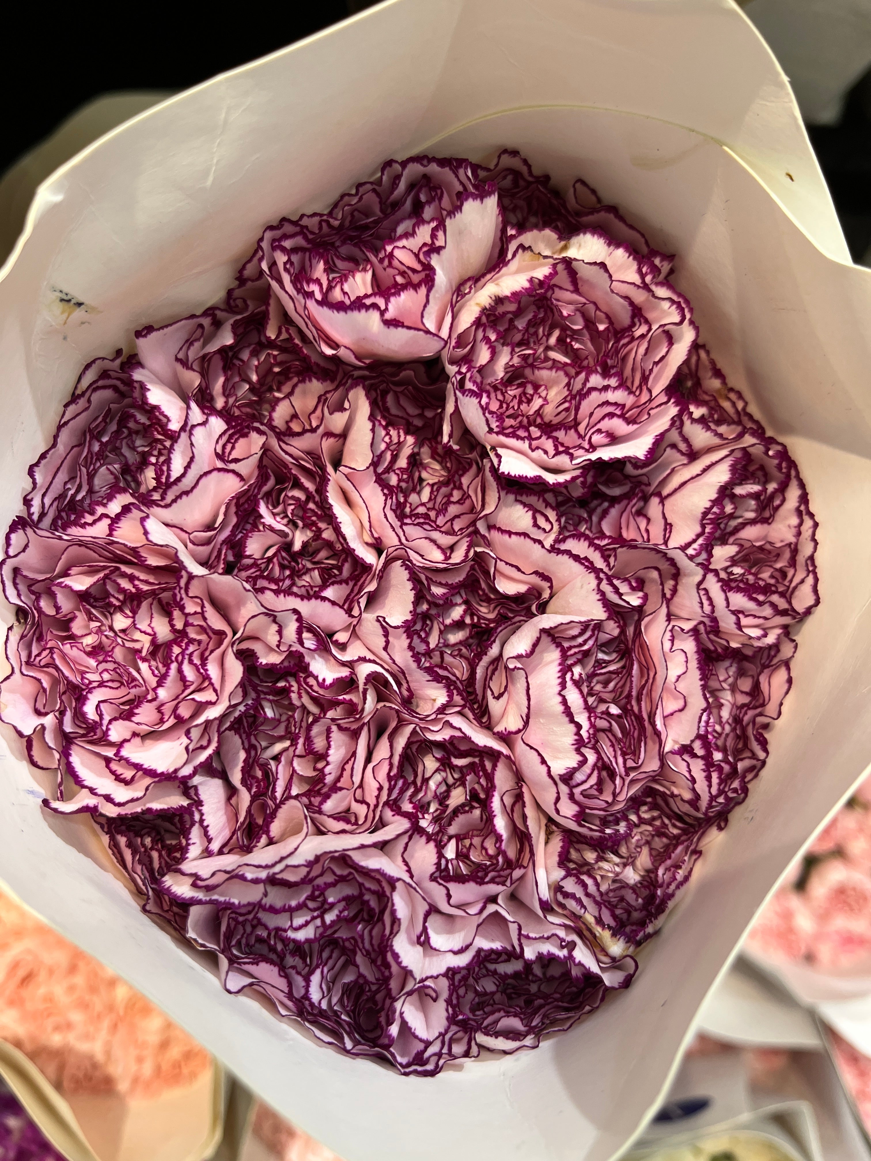 Carnation - Purple Fairy