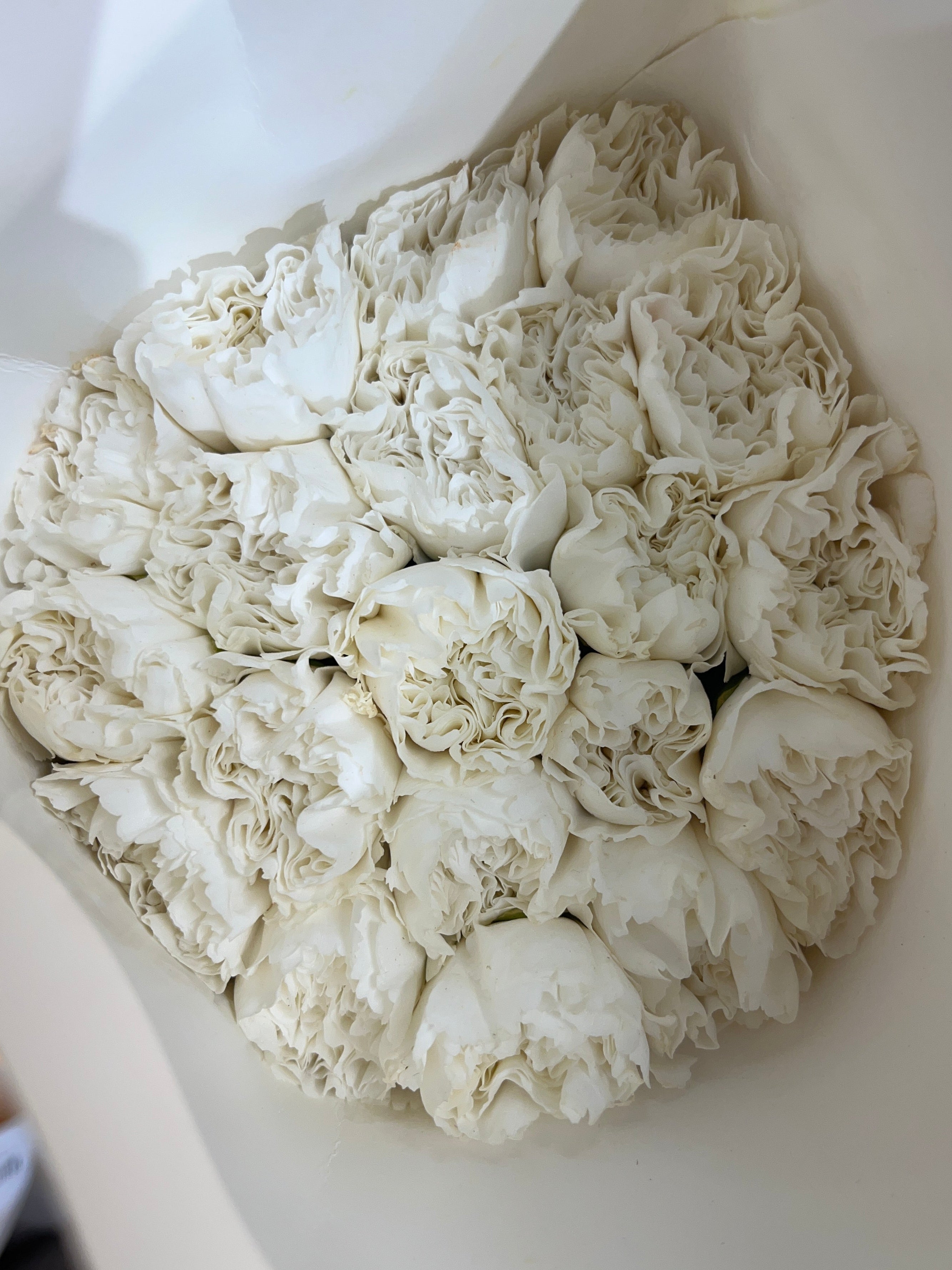 Carnation - White