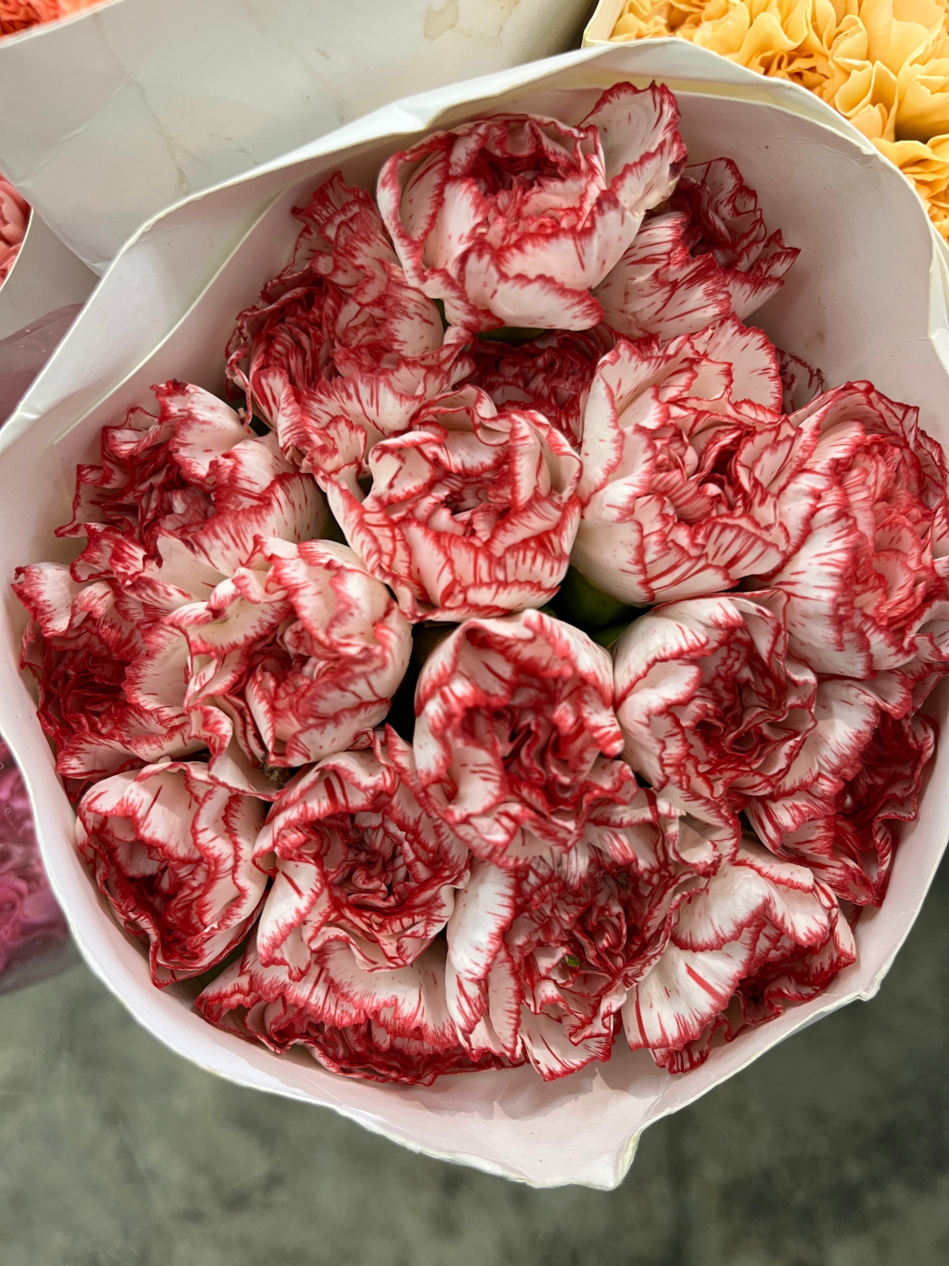 Carnation - White/Red