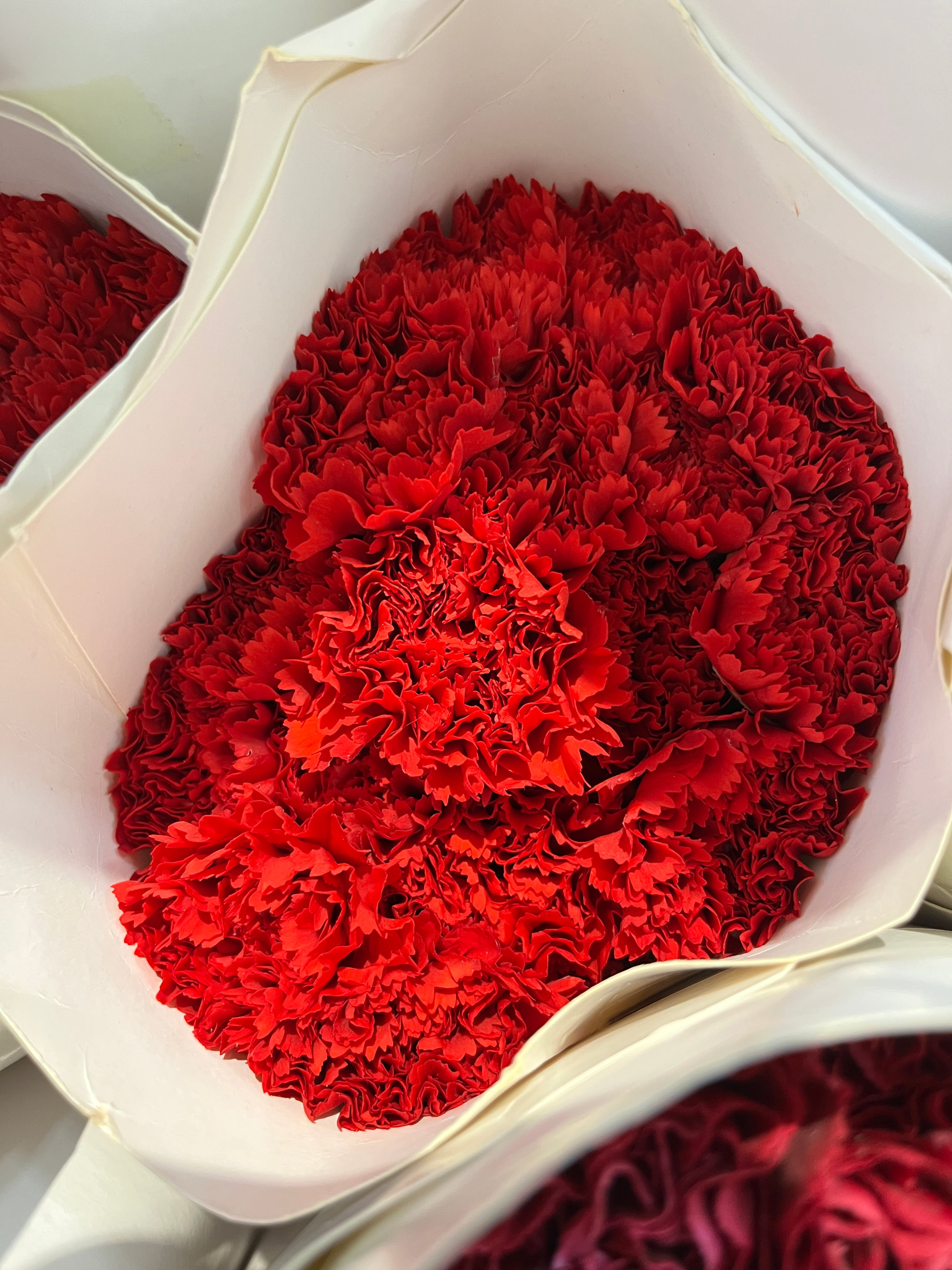 Carnation - Red