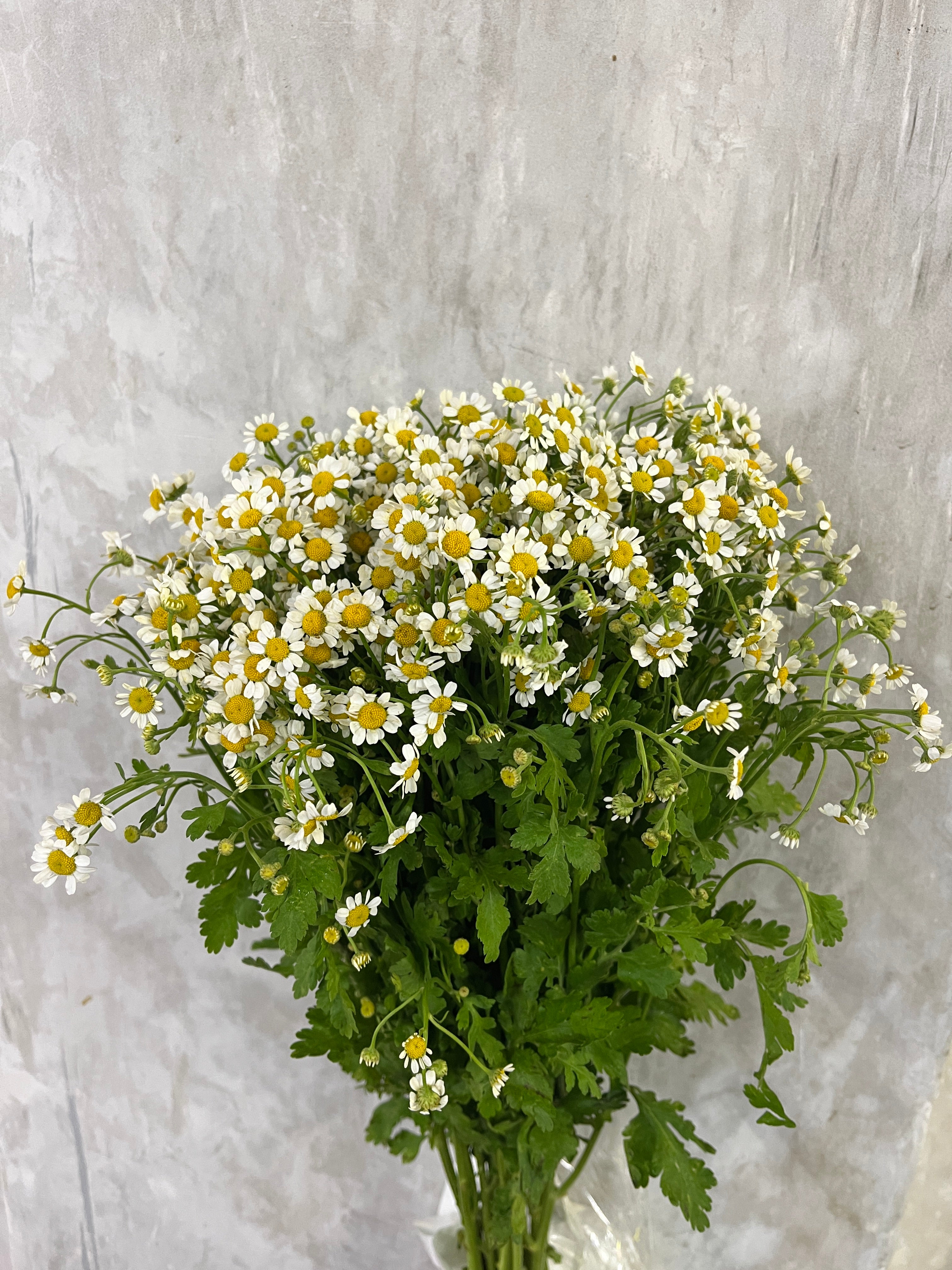 Camomile