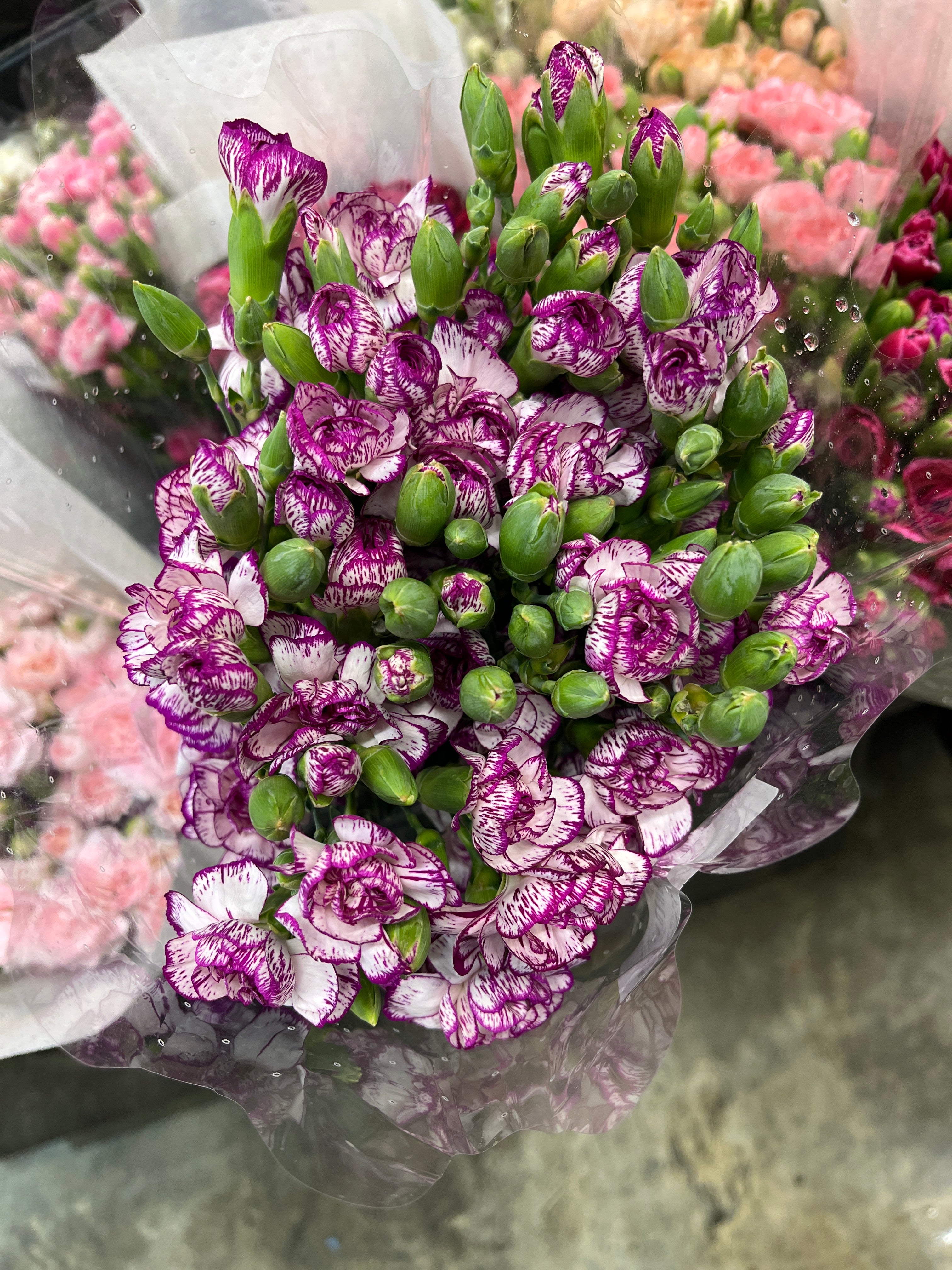 Spray Carnation - White / Purple