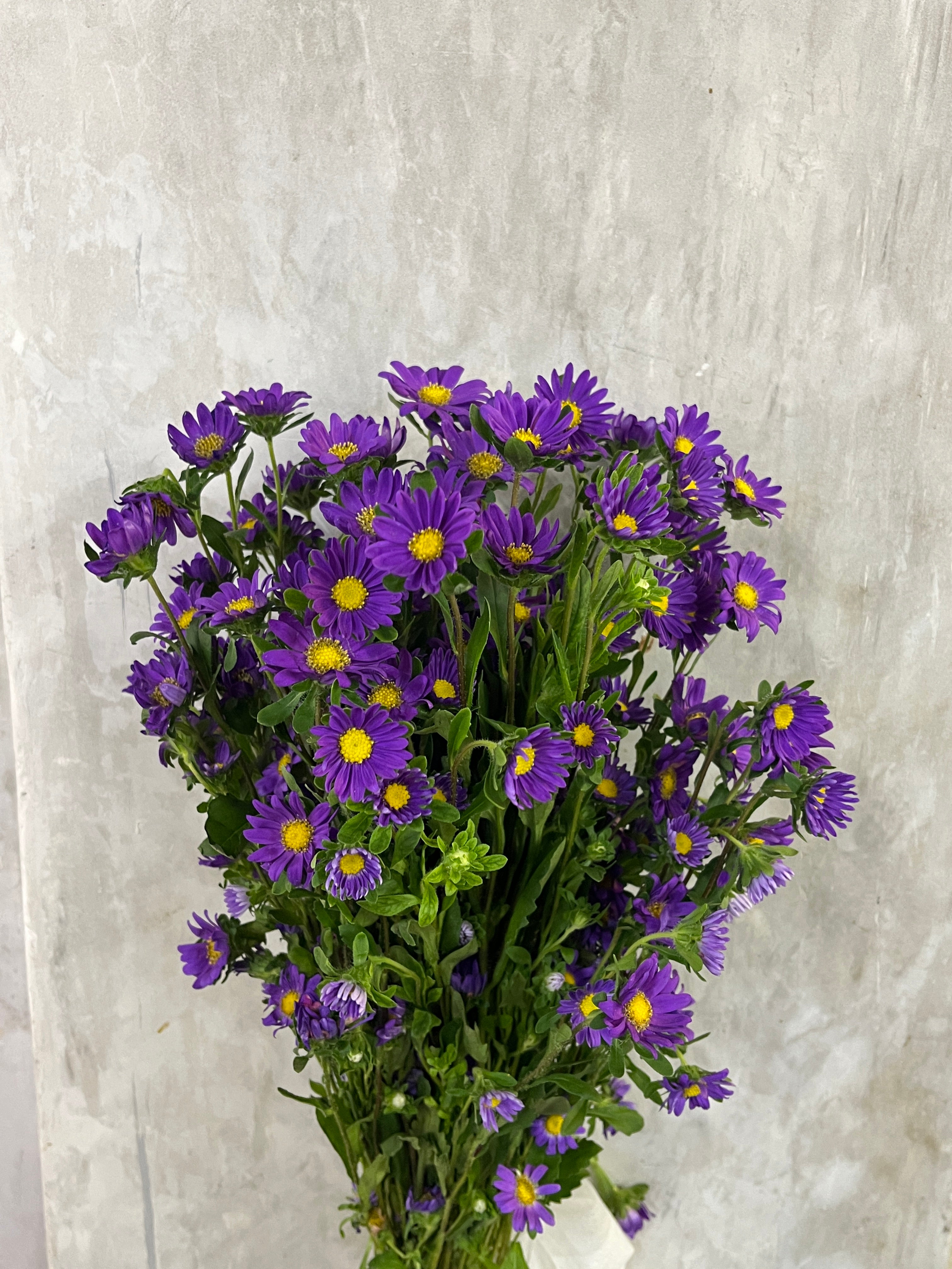 Hana - Purple