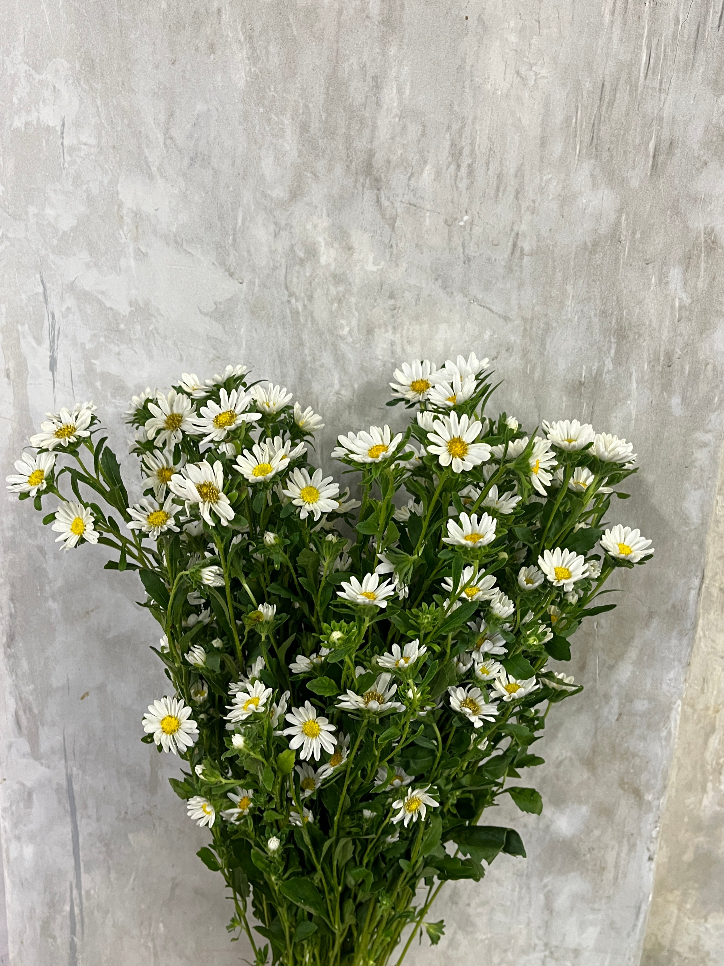 Hana - White