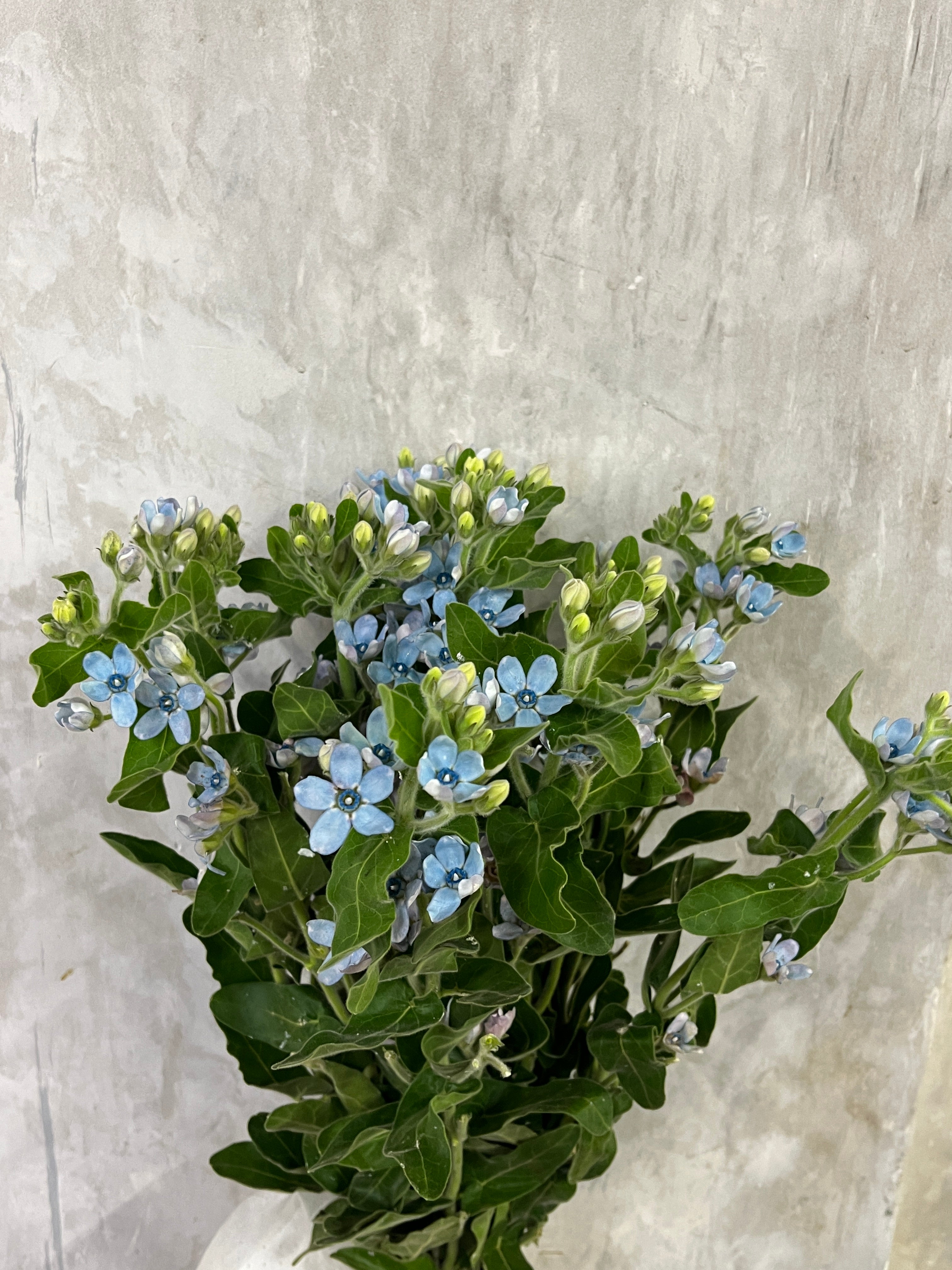 Oxypetalum Blue