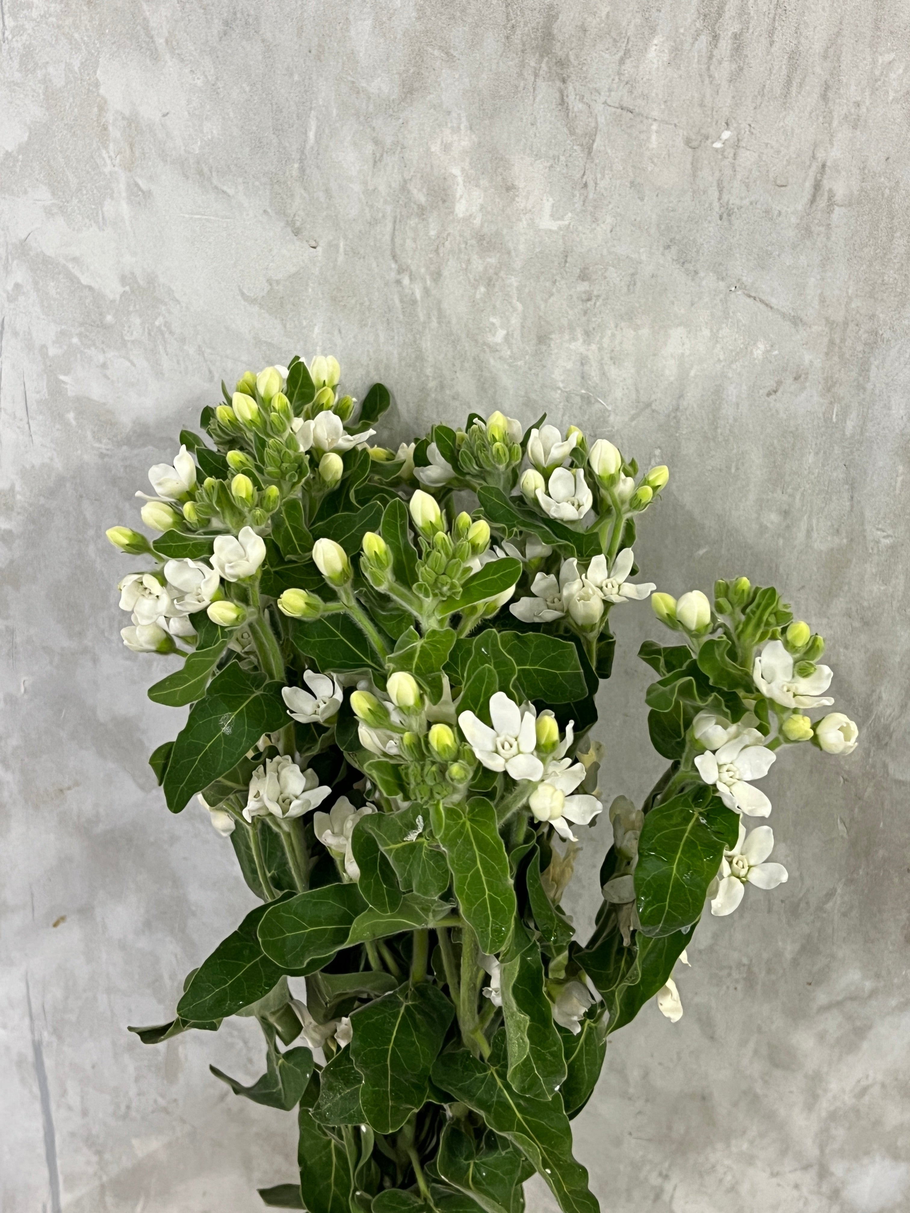 Oxypetalum White